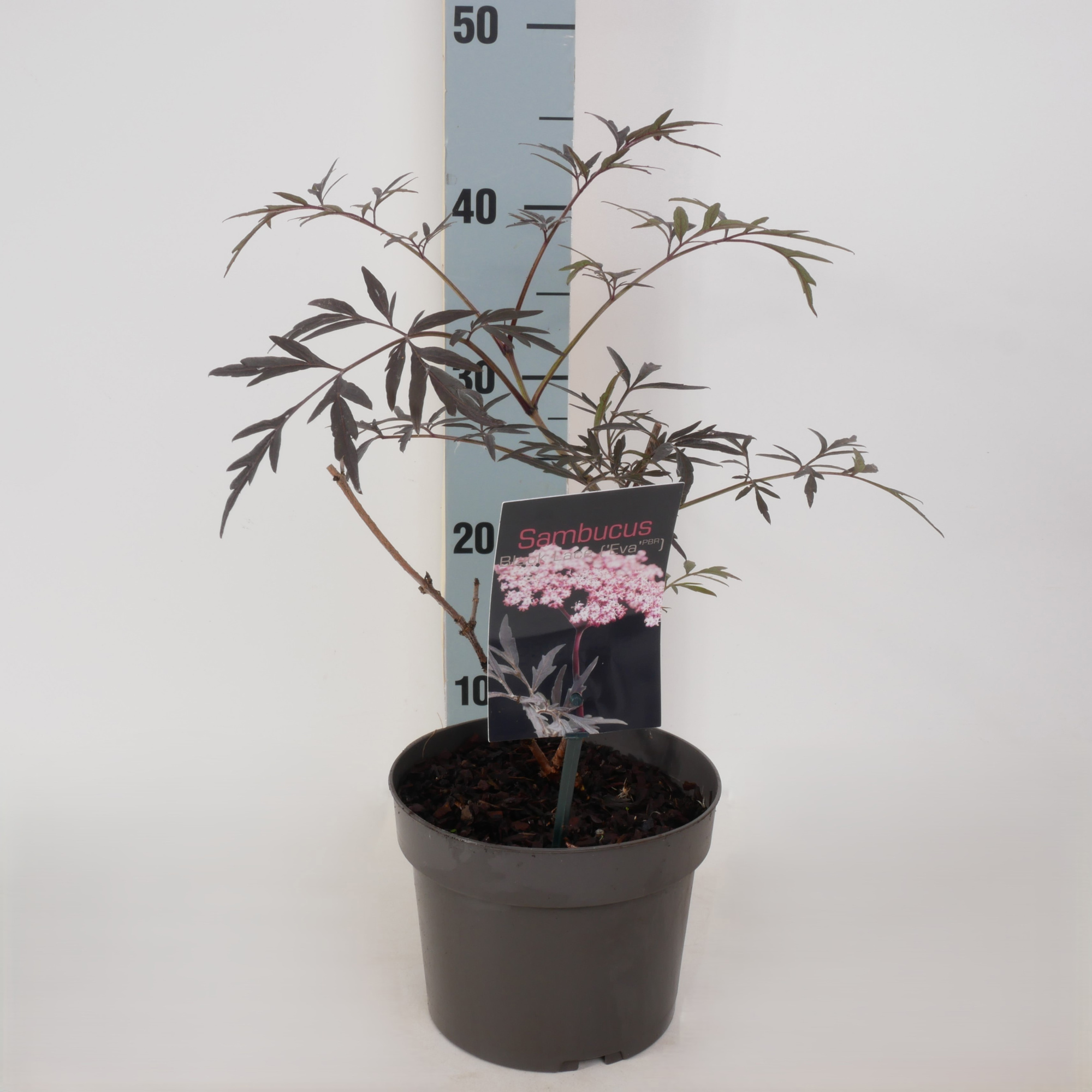 Sambucus nigra 'Black lace' P17, D 17