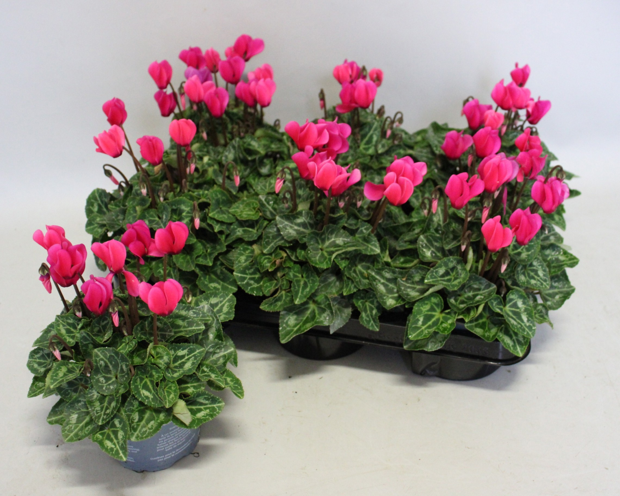 Cyclamen Super Serie 10,5 cm Neon Pink, D 10,5 cm