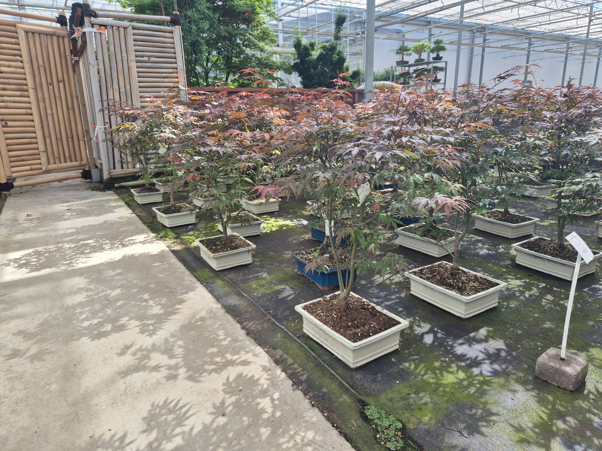 Acer palmatum "atropurpureum", pot 30cm., D 32