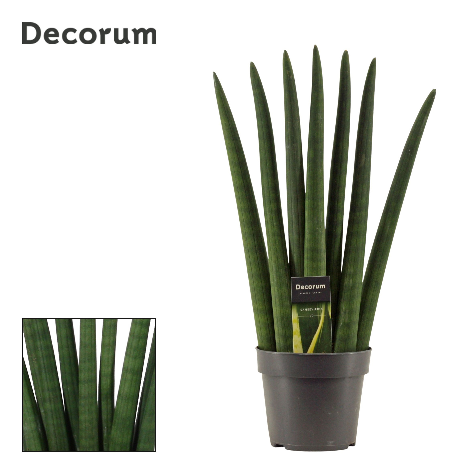Sansevieria Cylindrica 14 cm Fan (Decorum), D 14