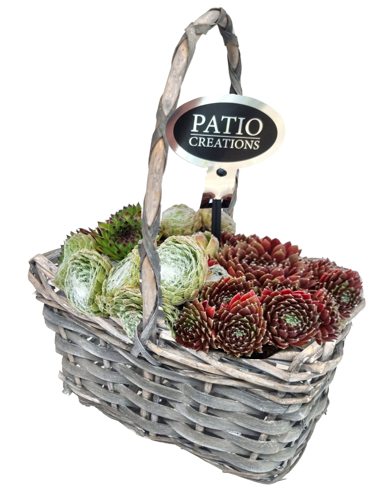 SE520-9001 Sempervivum hengselmand wilg, D 19 cm