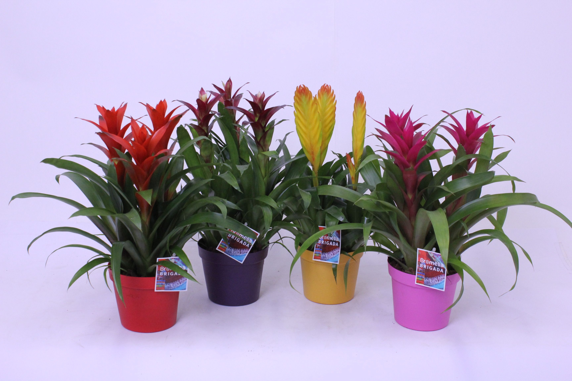 Guzmania / Vriesea 3pp Plastic fantastic, D 18 cm