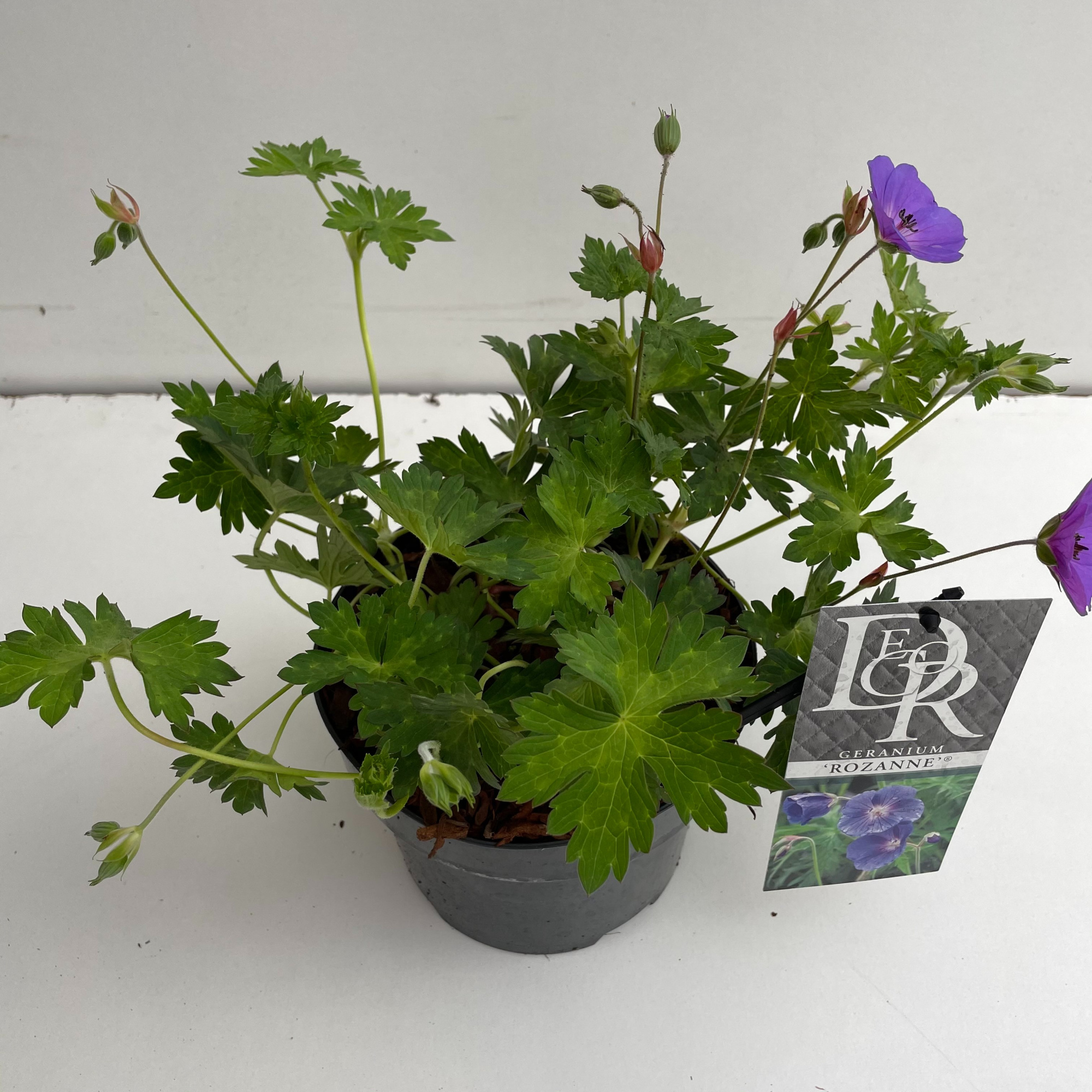 Geranium 'Rozanne' in tray, D 17 cm