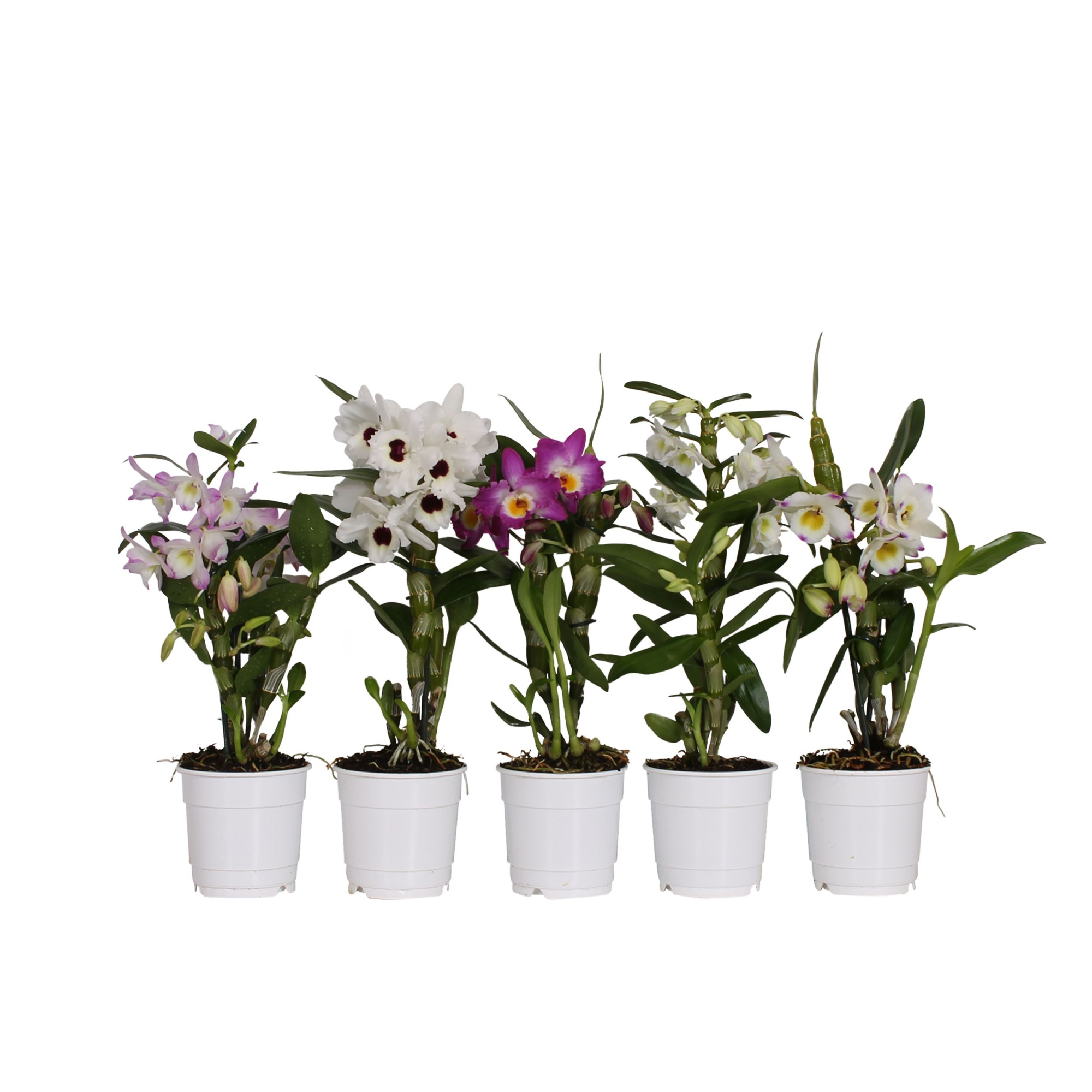 Dendrobium Mix 1 a 2 stam 3 a 6 trossen Budget, D 12 cm
