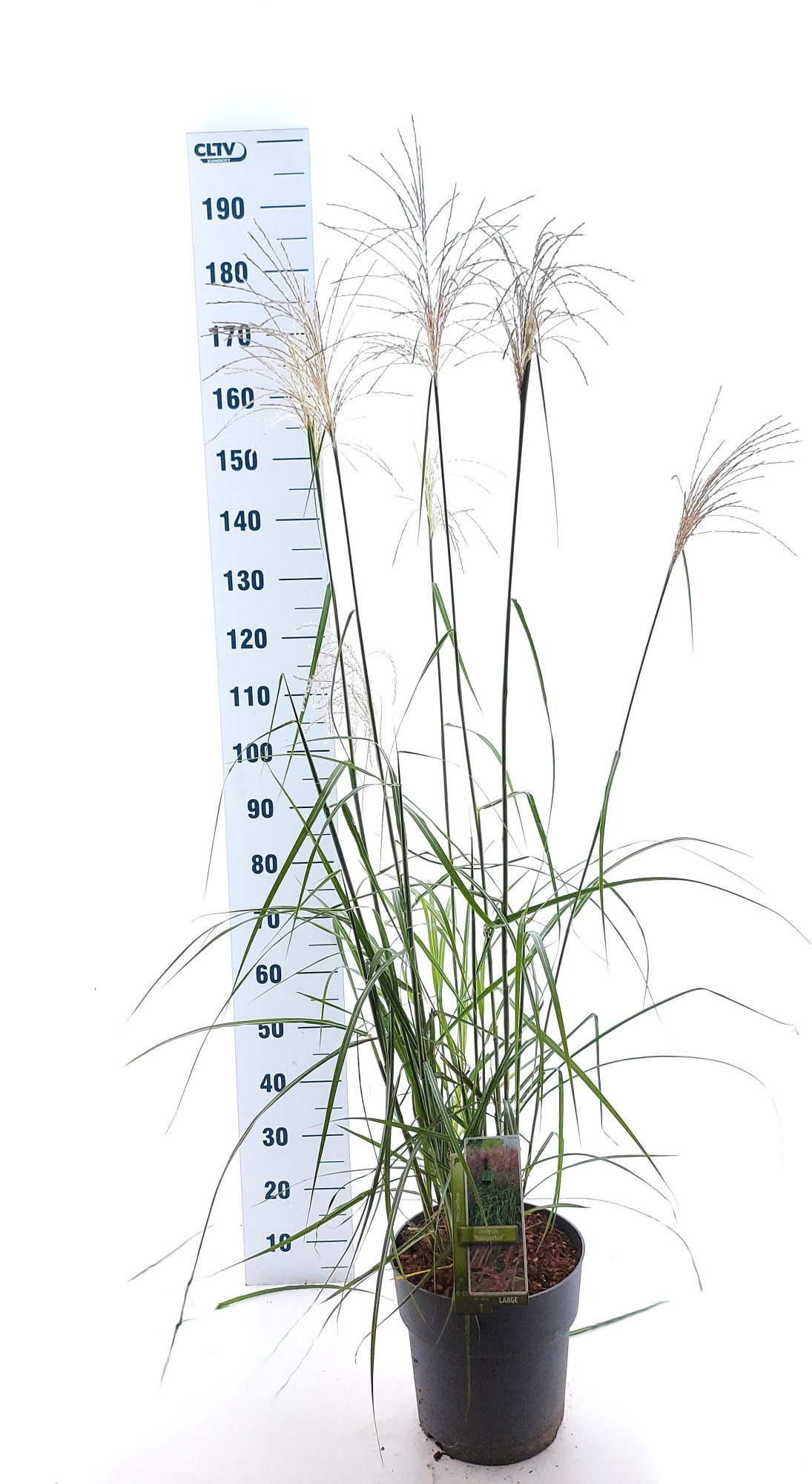 Miscanthus sin. 'Malepartus', D 29 cm