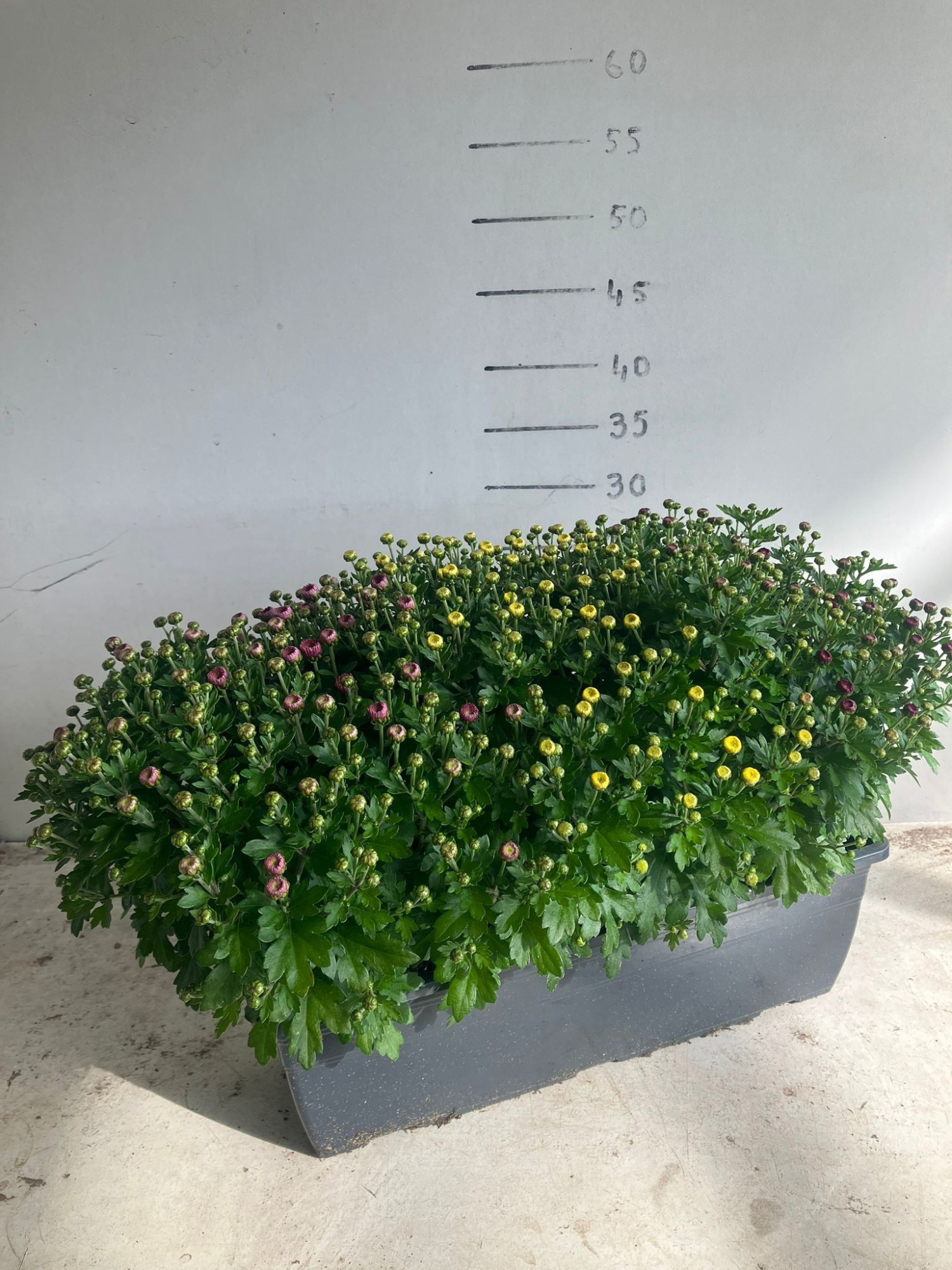 836 DM : Bloembak 40 cm CHRYSANT trios-Carnaval 3 kleuren, D 40 cm