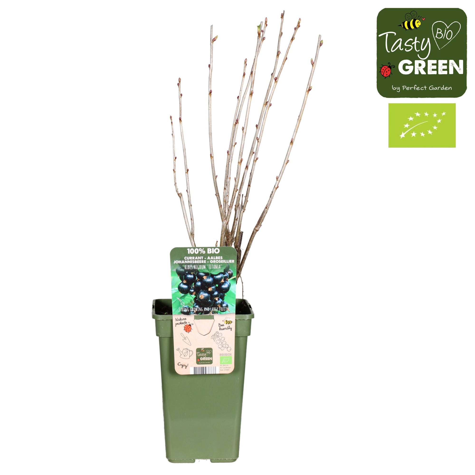 Ribes nigrum Titania Bio P19, D 19