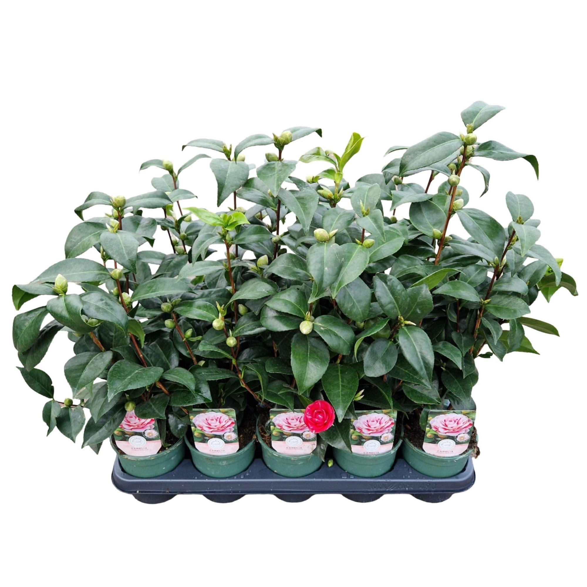 Camellia jap. 'Bicolour', D 12