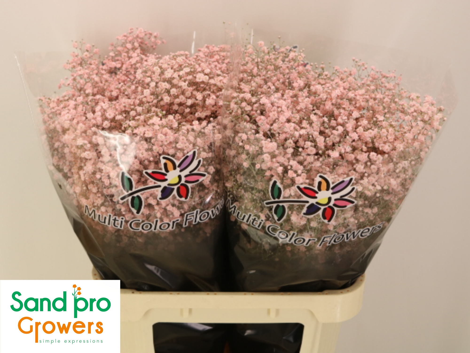 Гипсофила Овериг Крашеная (краш. ) 80, шт.