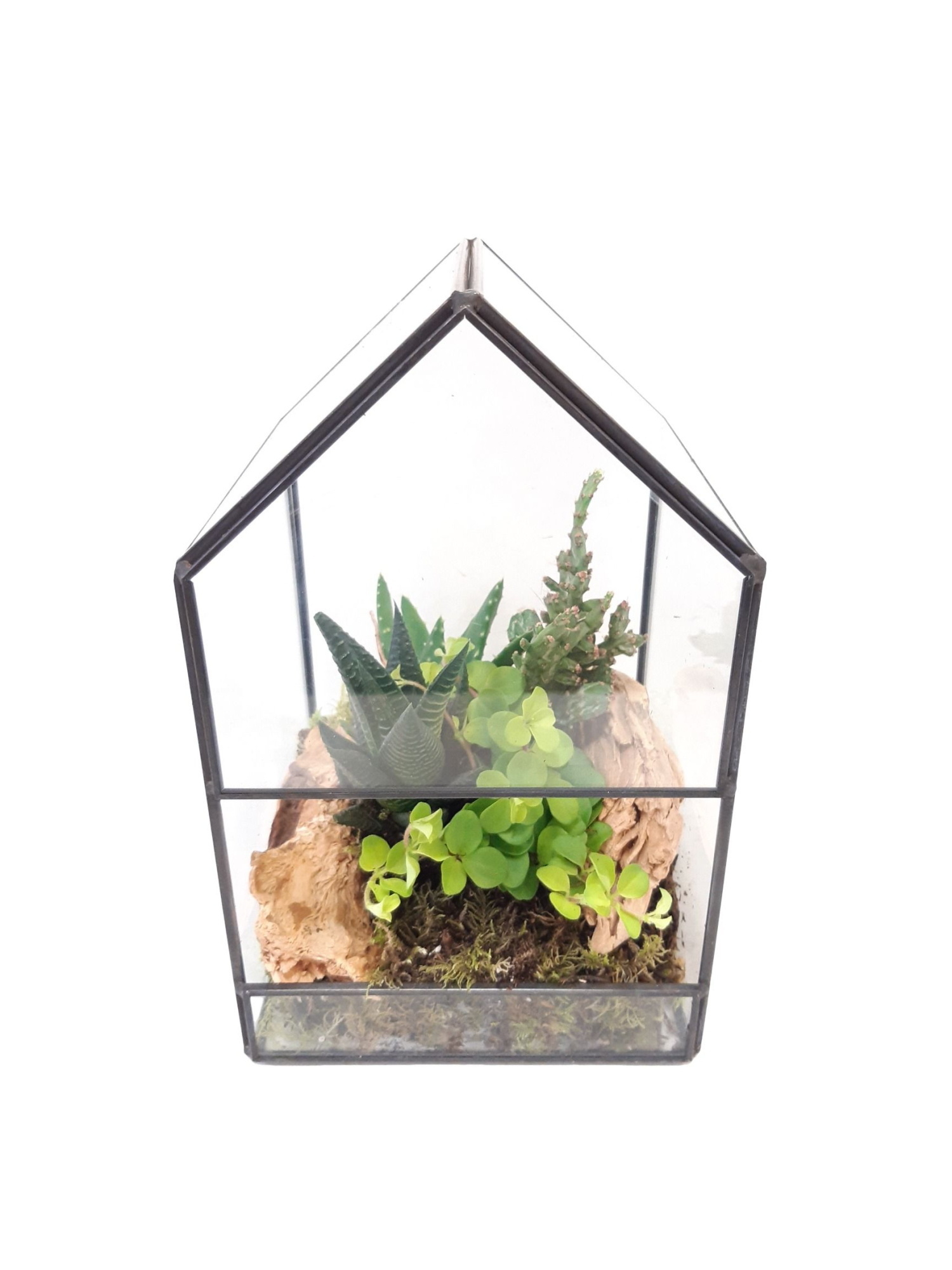 GHK14NAT H24 Terrarium glashouse Groenmix Naturel, D 14 cm