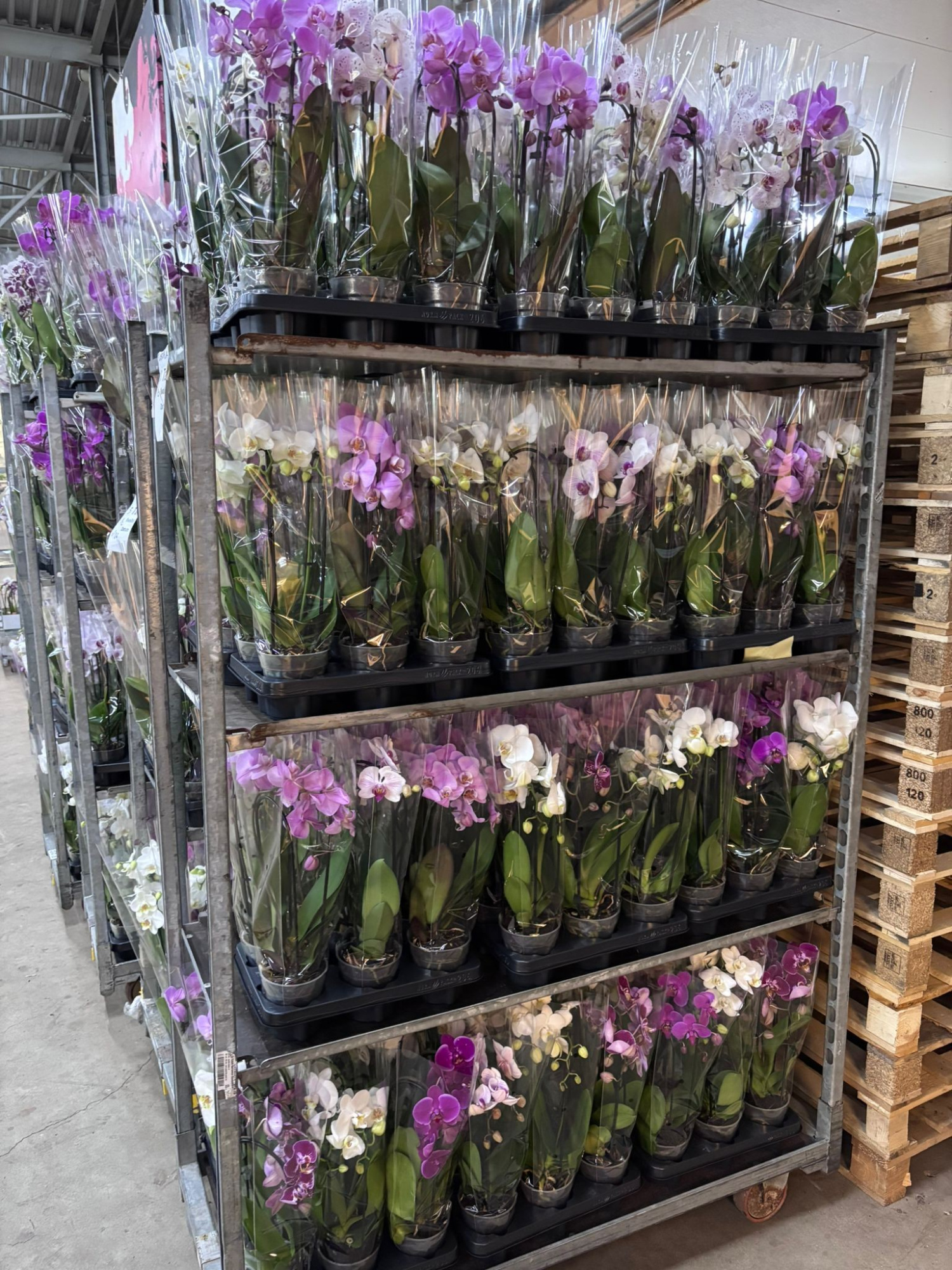 Phalaenopsis Elegant Cascade Cascades mix A2, D 12 cm