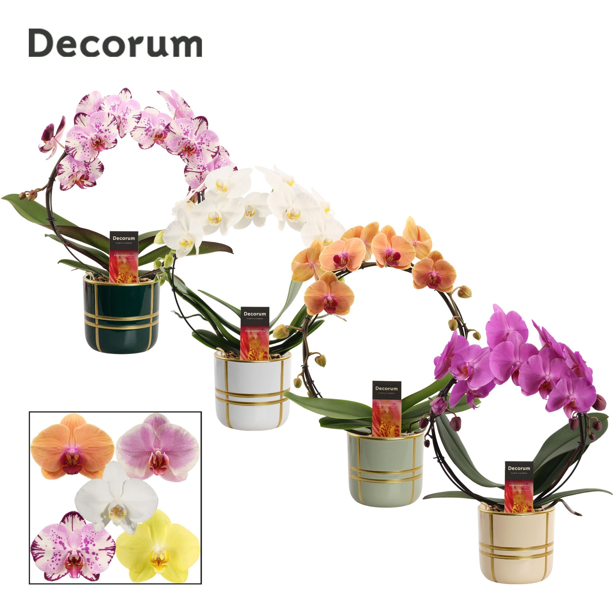 Phalaenopsis boog mix in Lauri (Top blend-collection), D 12 cm