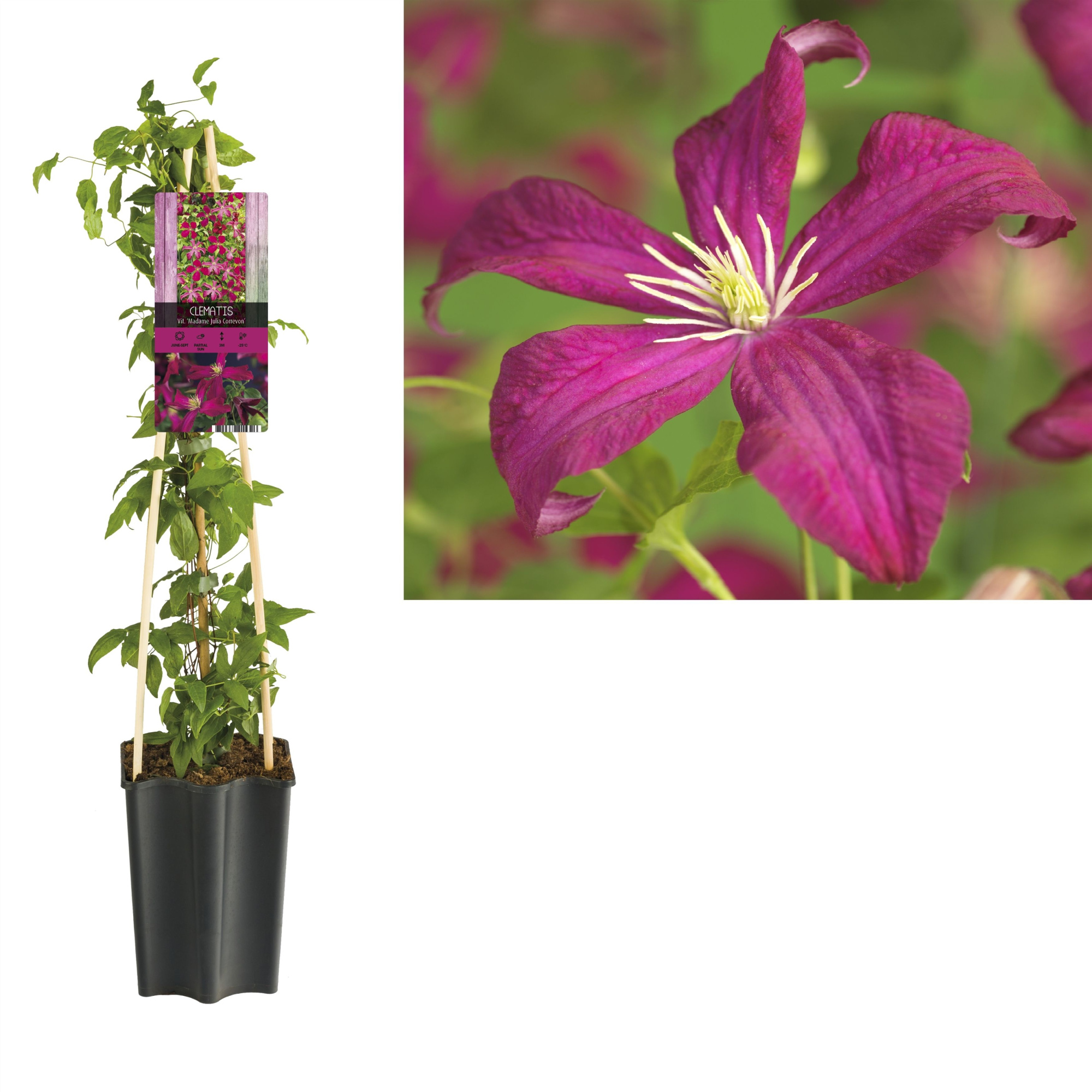 Clematis 'Madame Julia Correvon' +light label, D 15