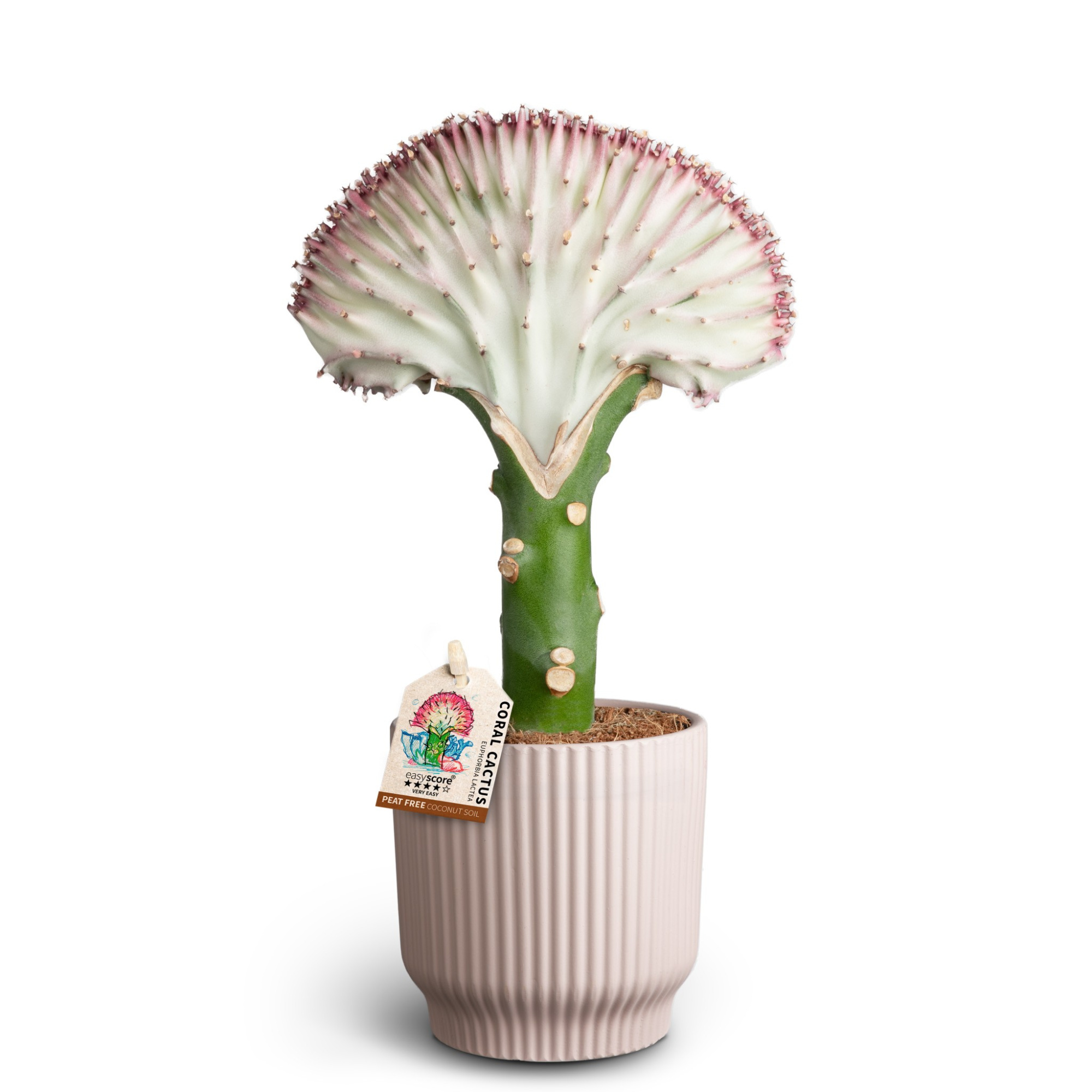 Nordic Lilac, Lactea, D 10 cm