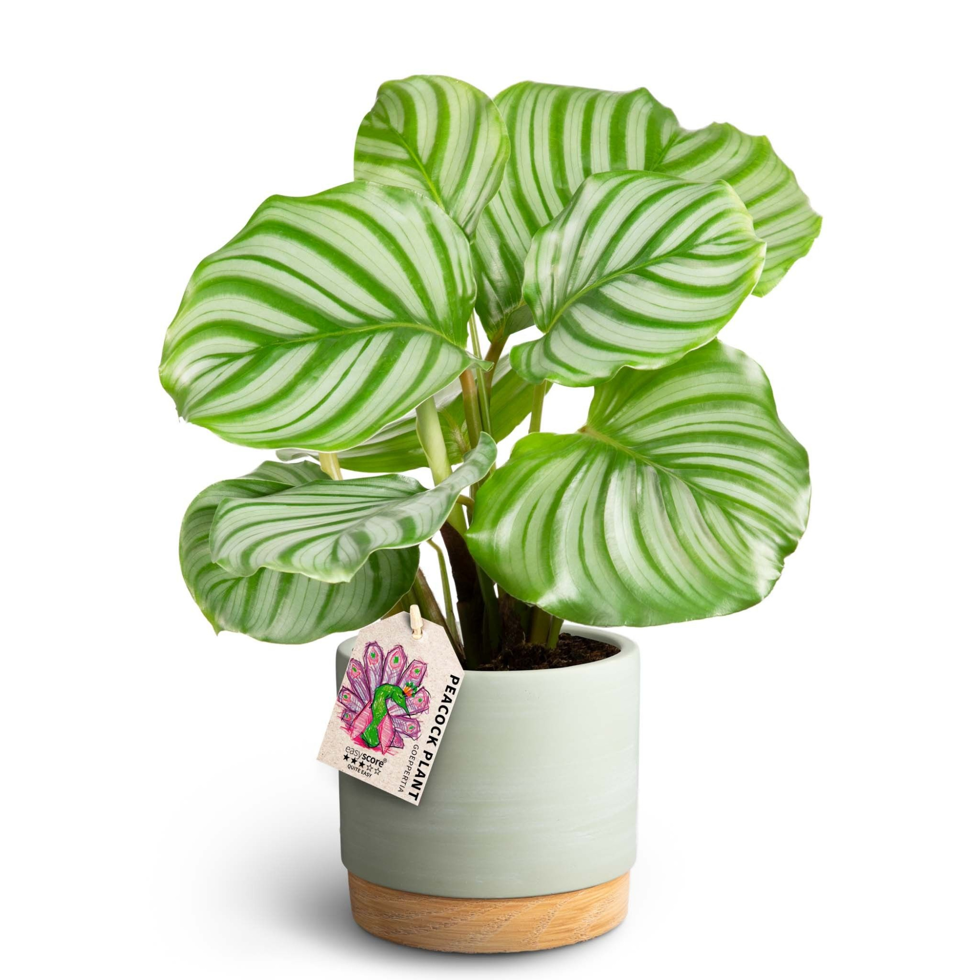 Woodbase Green Matcha, Calathea orbifolia, D 12
