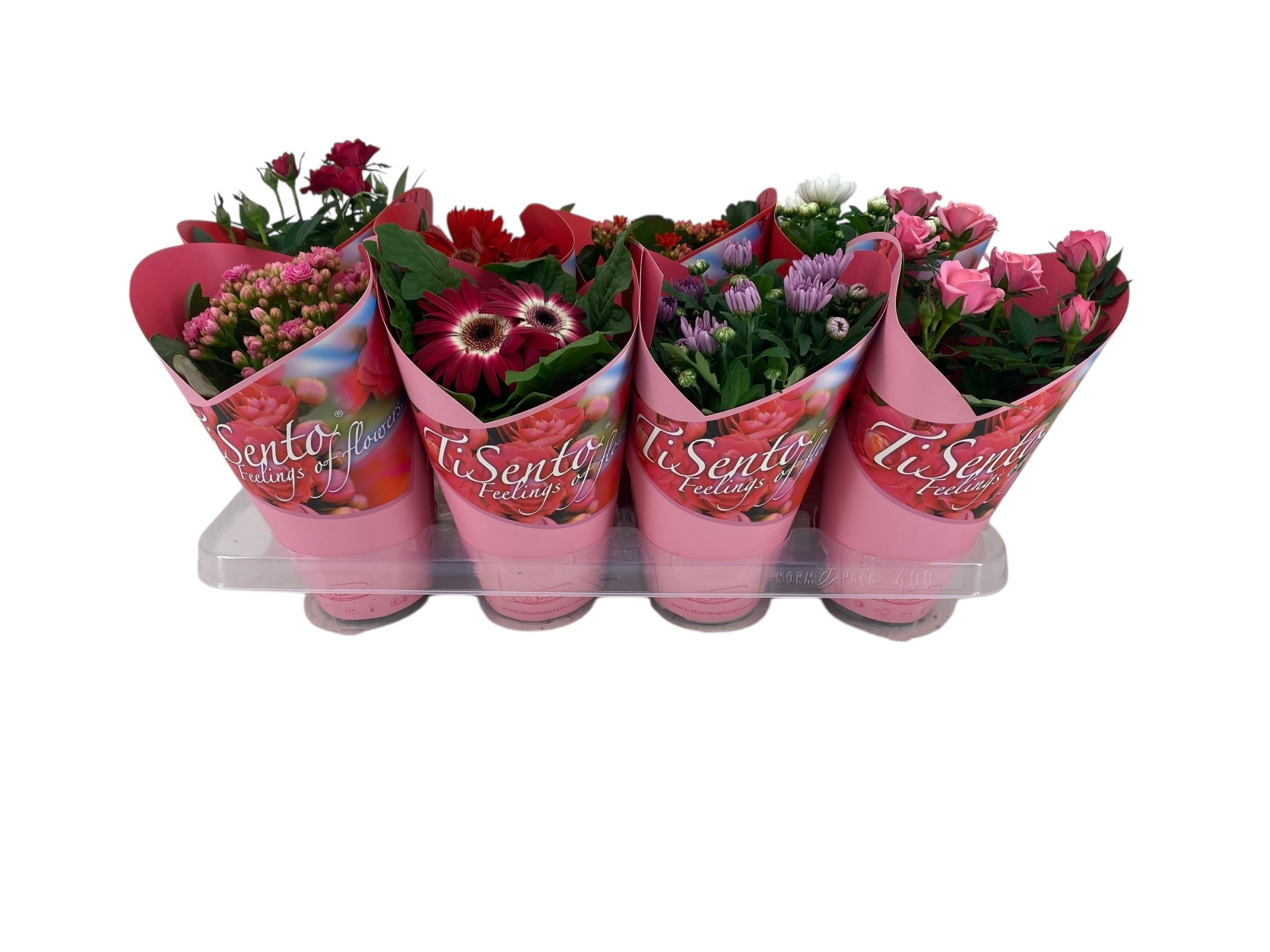Bloeimix in Roze Giftcover Valentijn mix, D 12 cm