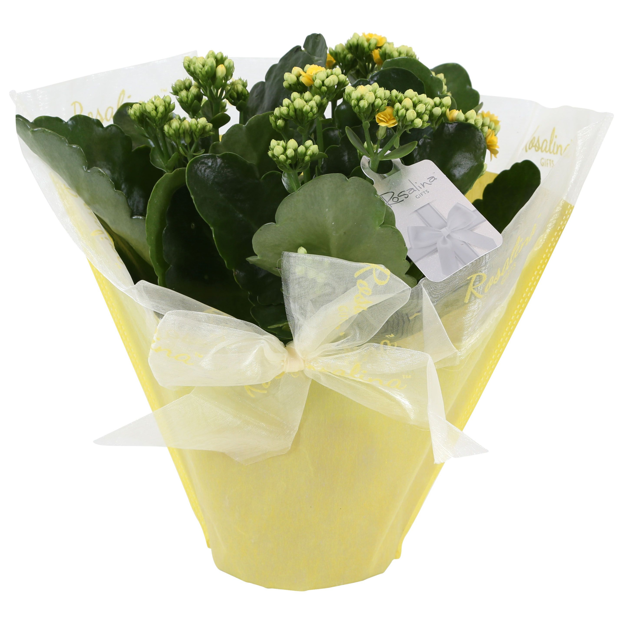 KP-730.1 GL - Kalanchoe Rosalina geel 15cm in Pastel Gifts geel, D 15 cm
