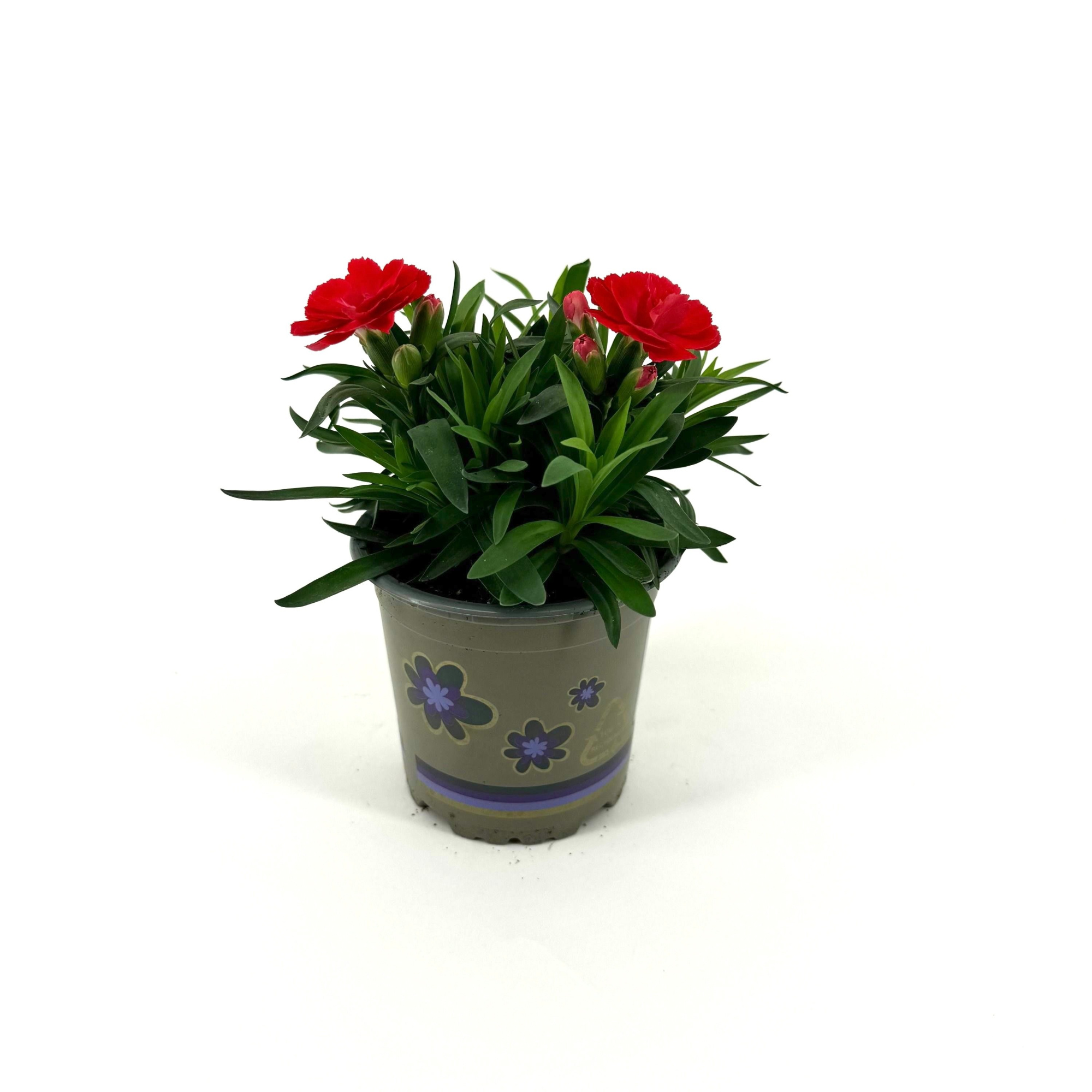 Dianthus 'Oscar' Salmon, D 11