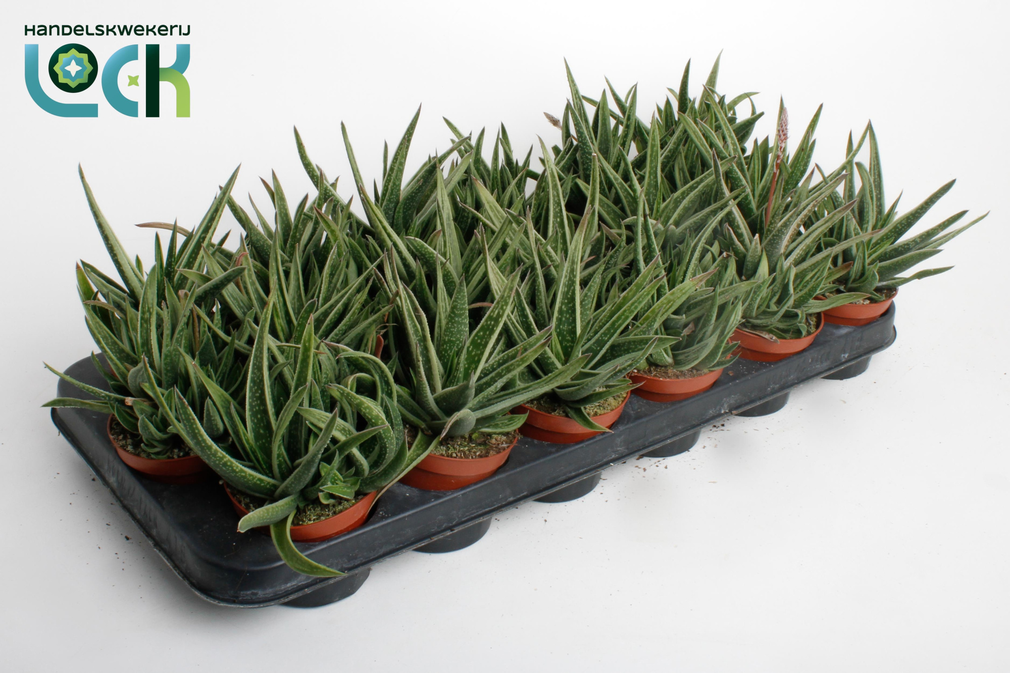 Gasteria Doreen, D 8,5