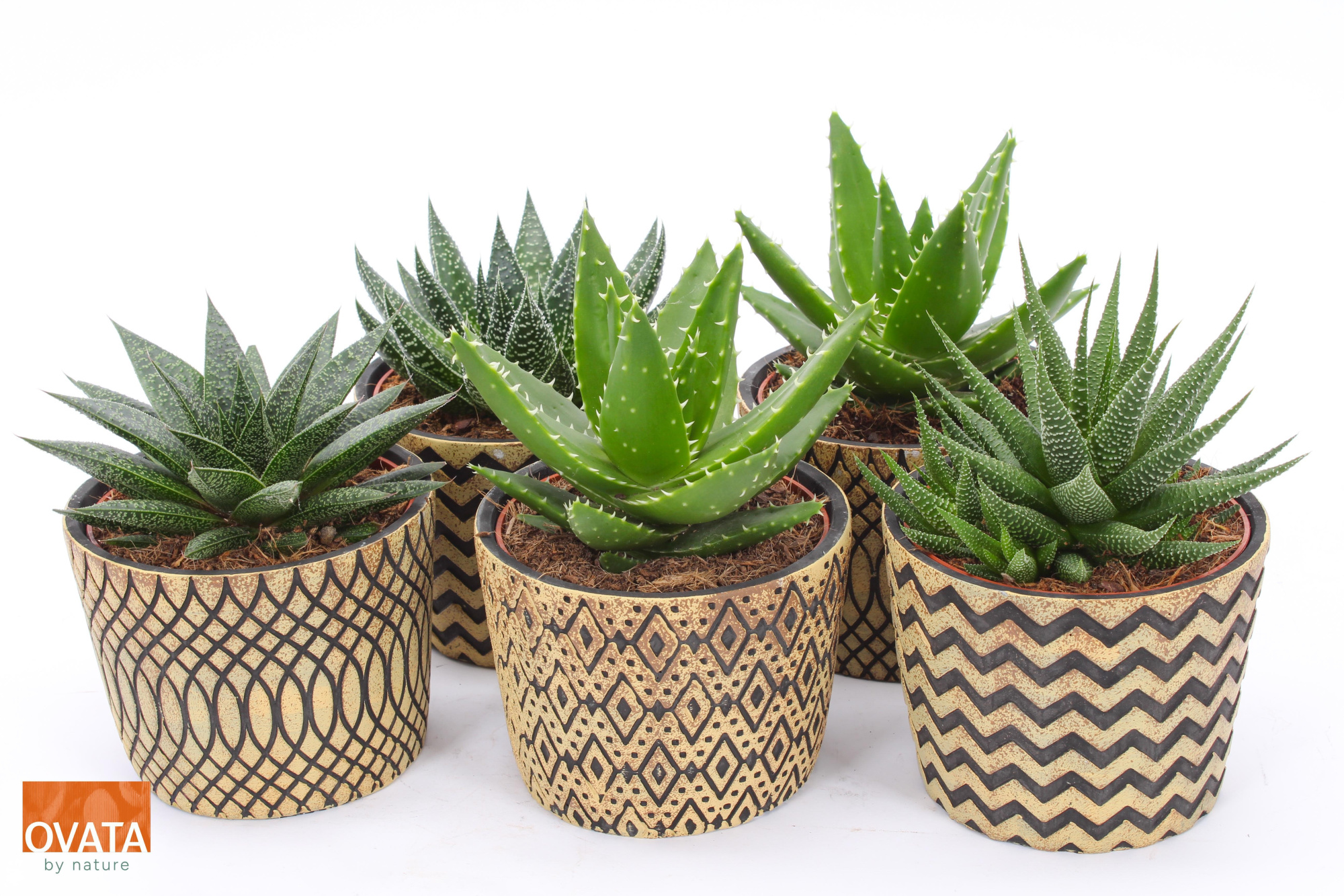 ROCKS mix in Cancun 14, D 14