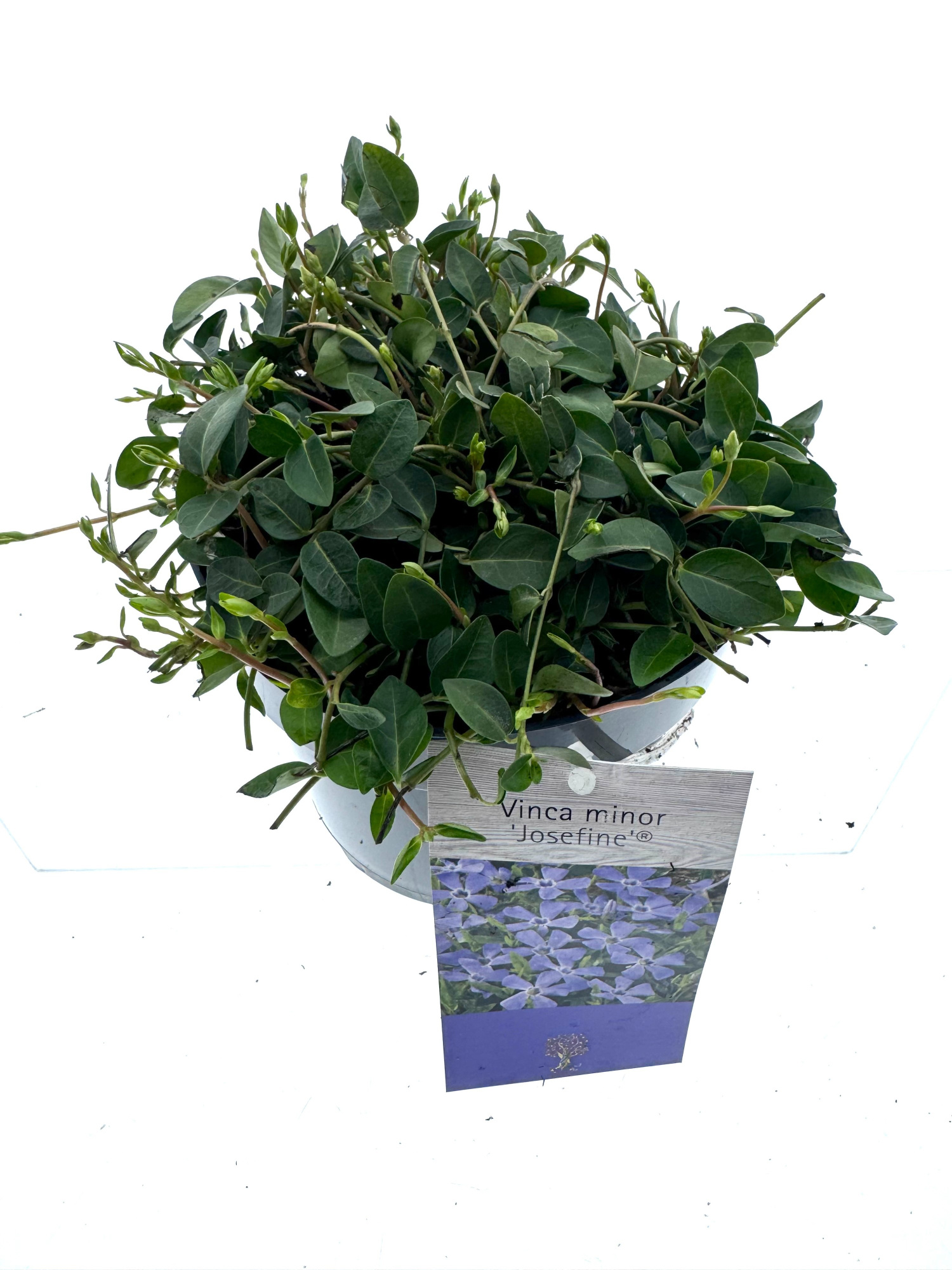 Vinca minor 'Josefine', D 15