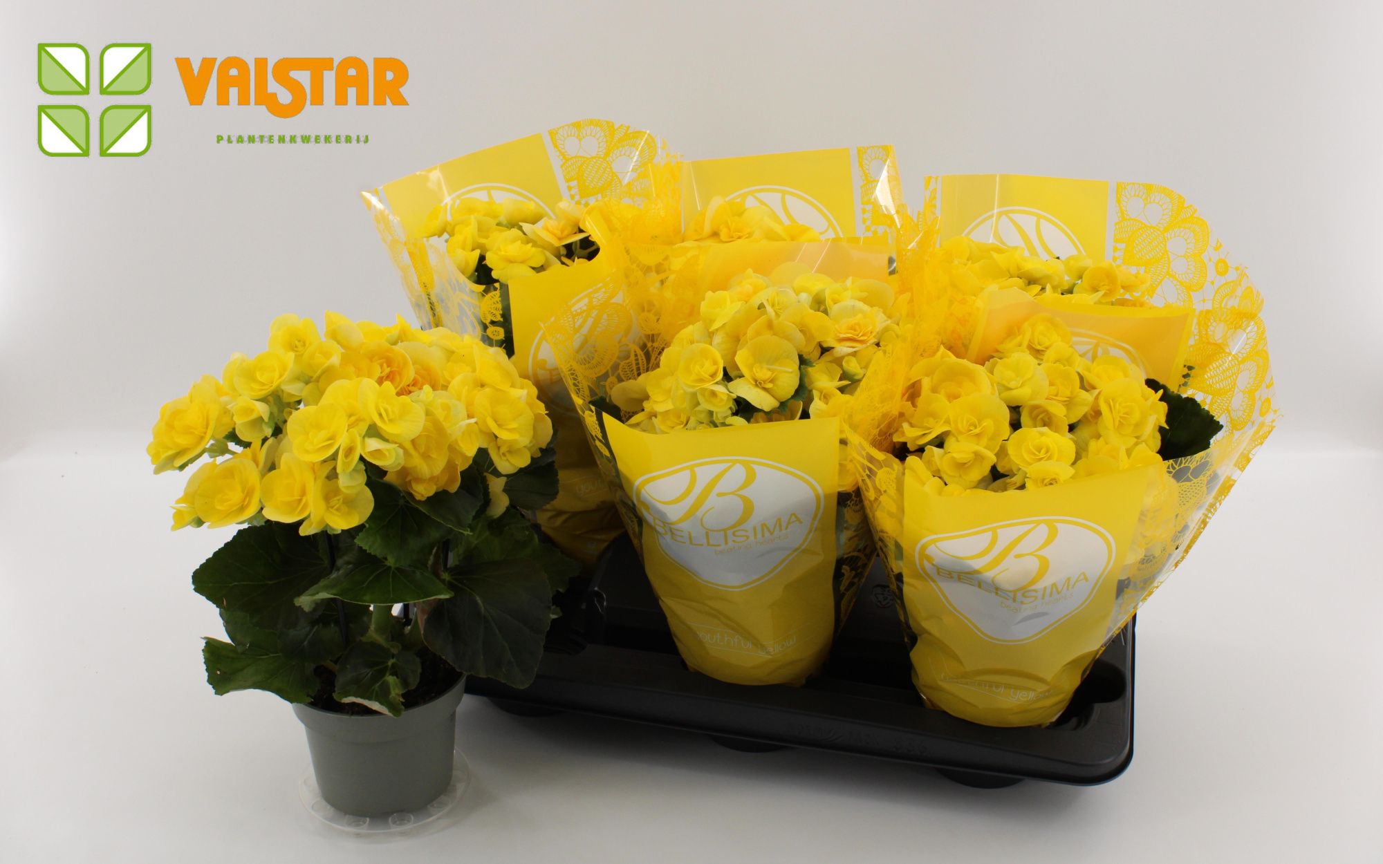 Begonia 13cm Bellisima hoes Ton sur Ton Blitz Yellow, D 13