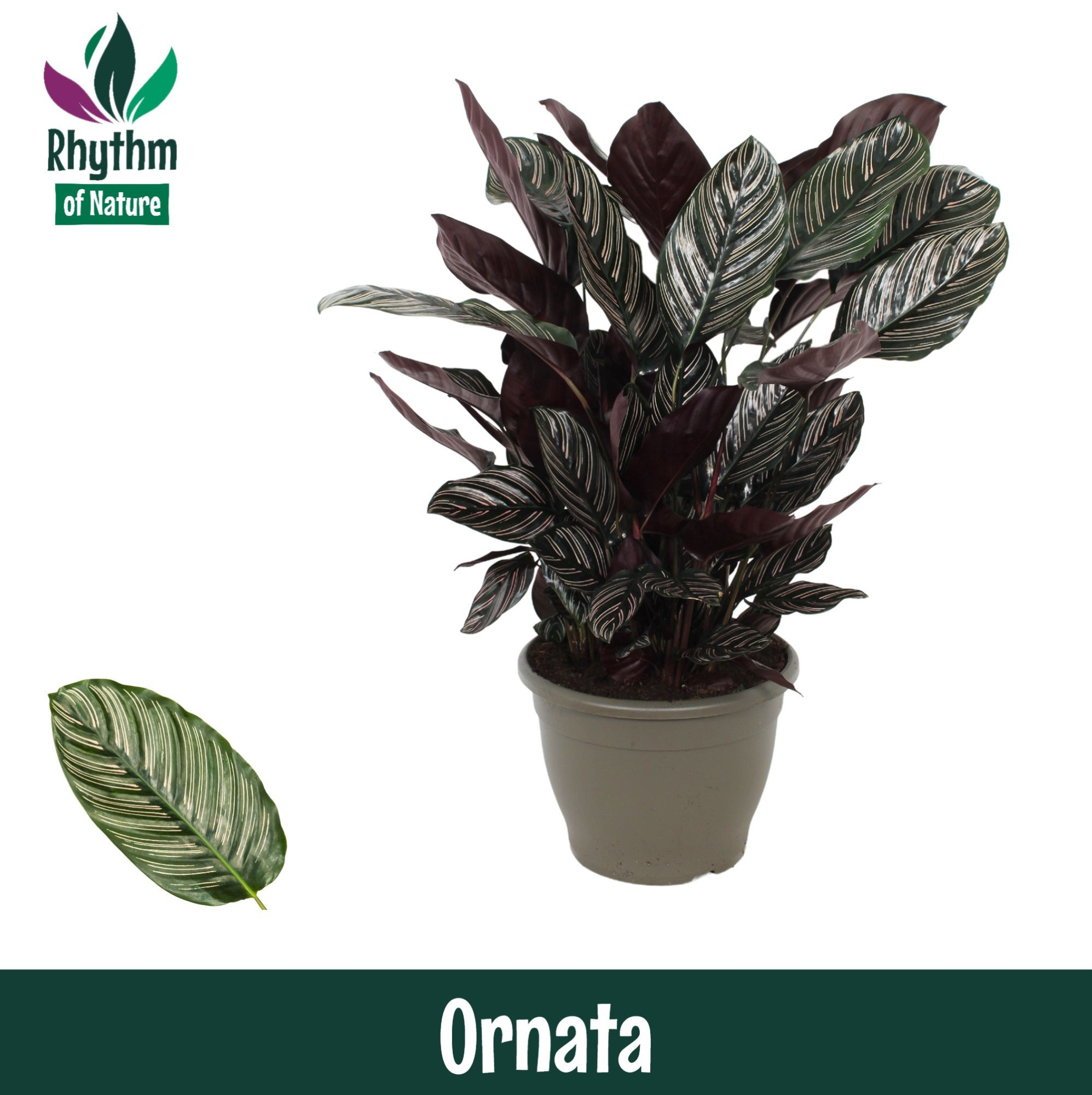 Calathea 32cm Ornata Rhythm of Nature, D 32 cm