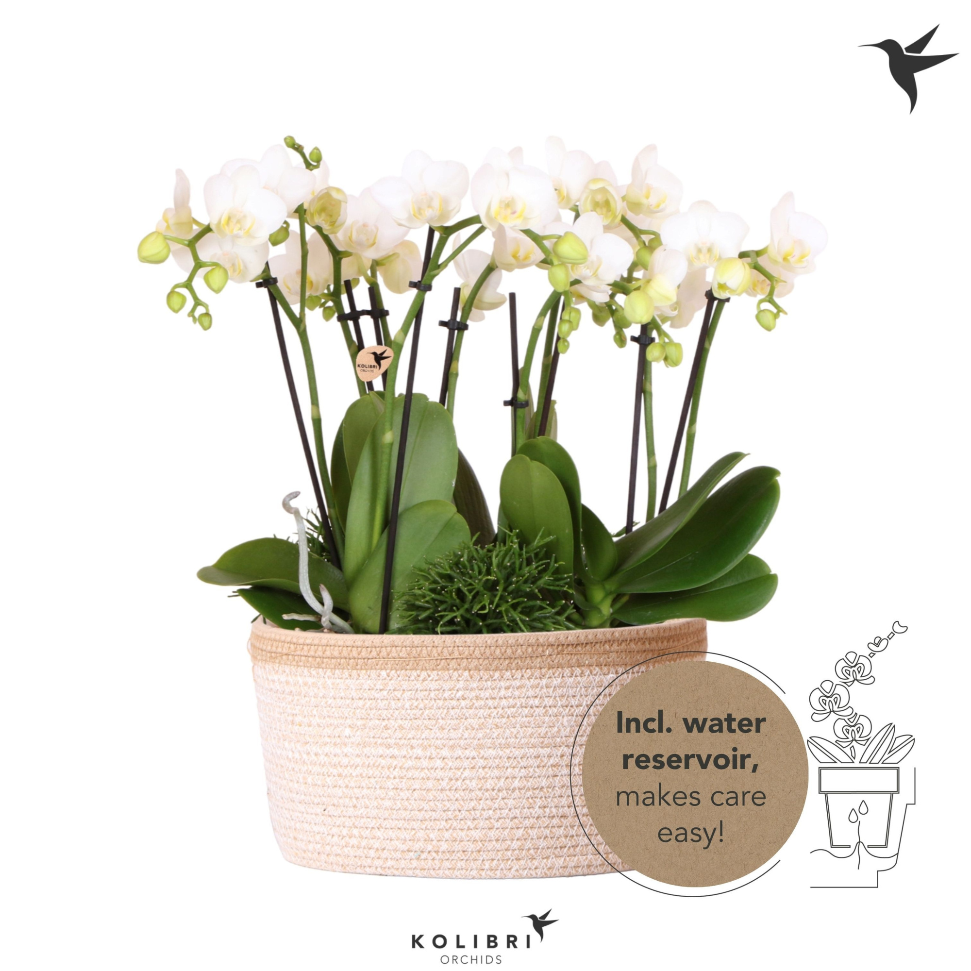Kolibri Orchids Phalaenopsis Jungle Bouquet white 6 spike in Basket white with watering system, D 28 cm