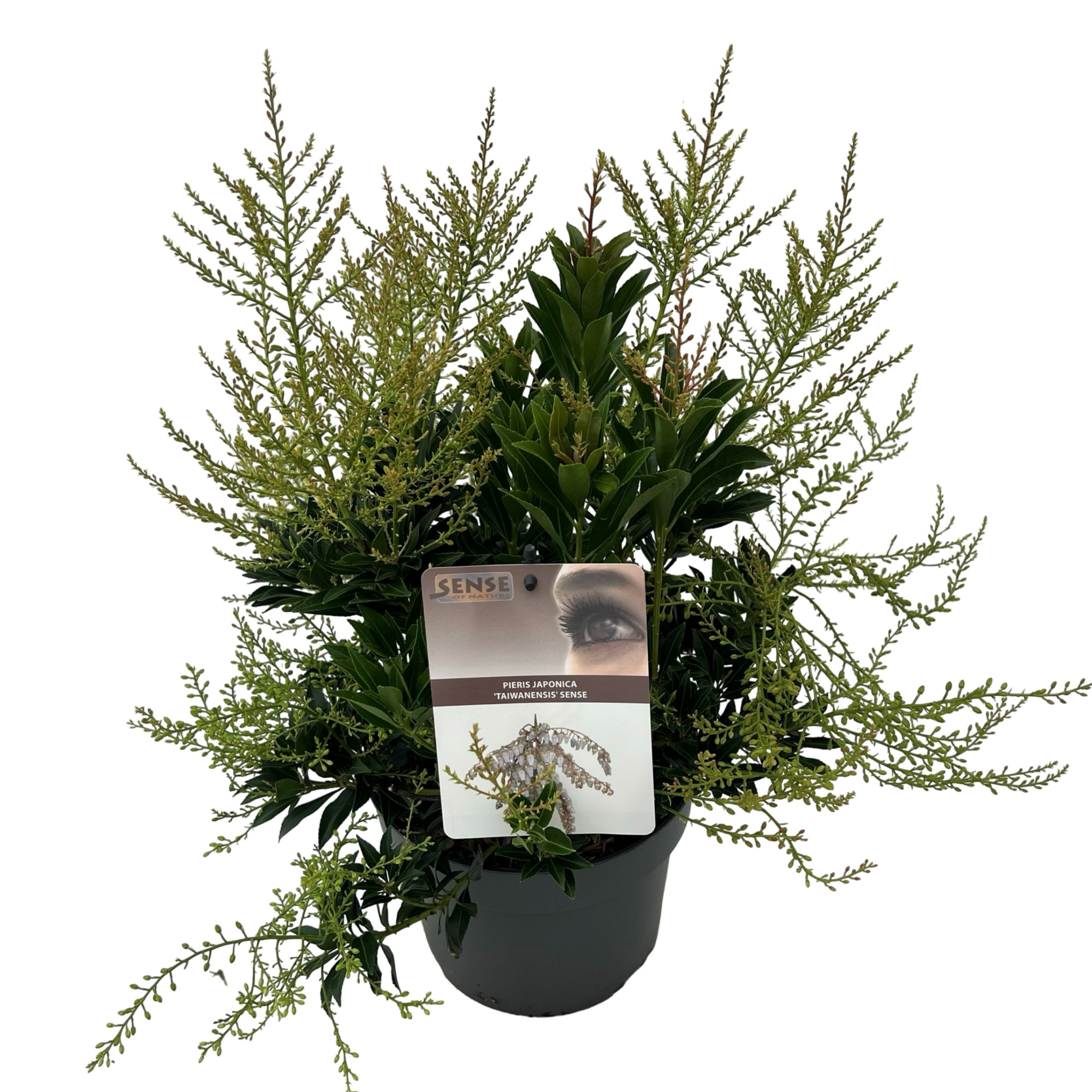 Pieris jap. 'Taiwanensis' sense, D 19