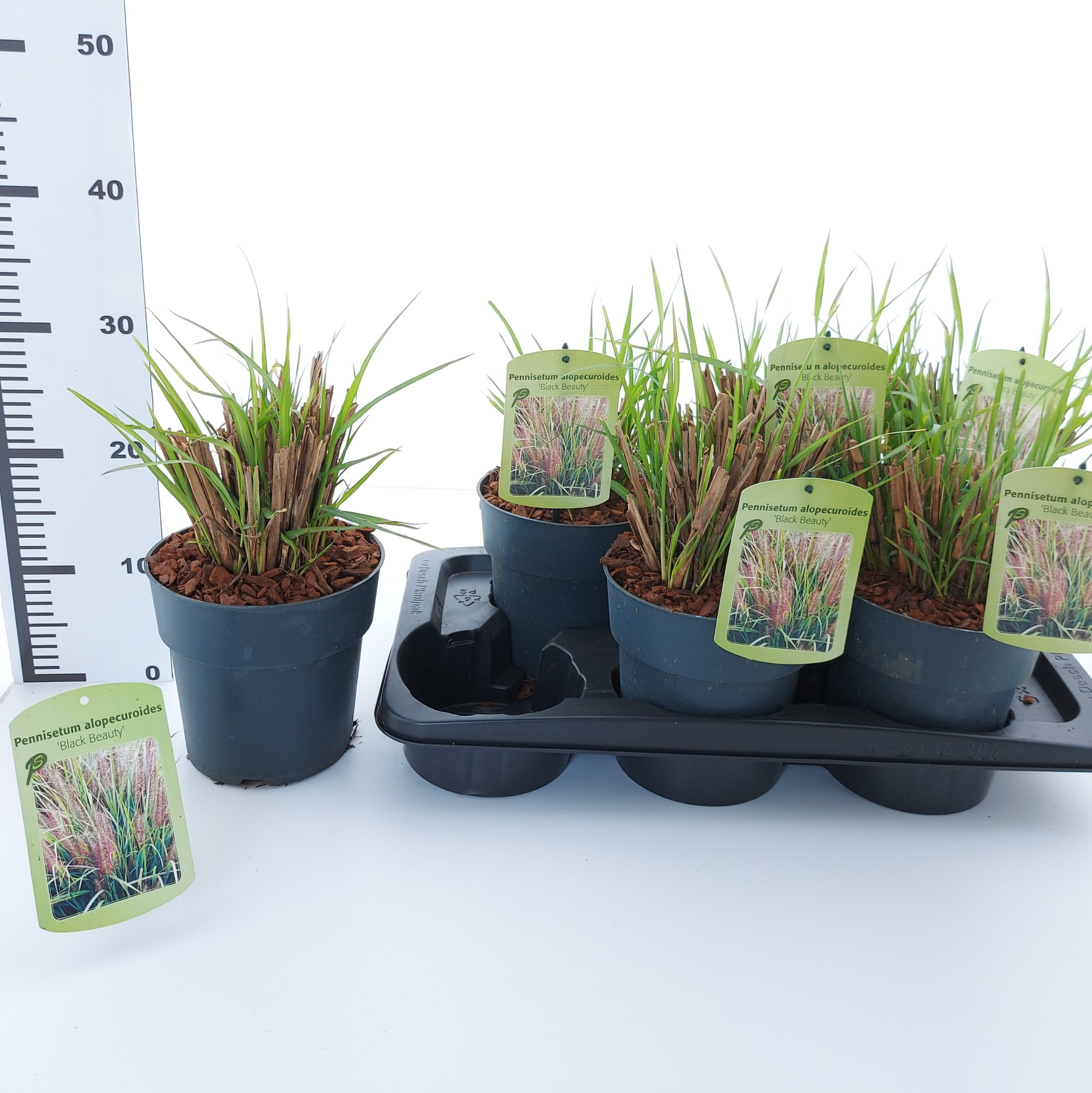 Pennisetum alopecuroides 'Black Beauty', D 17