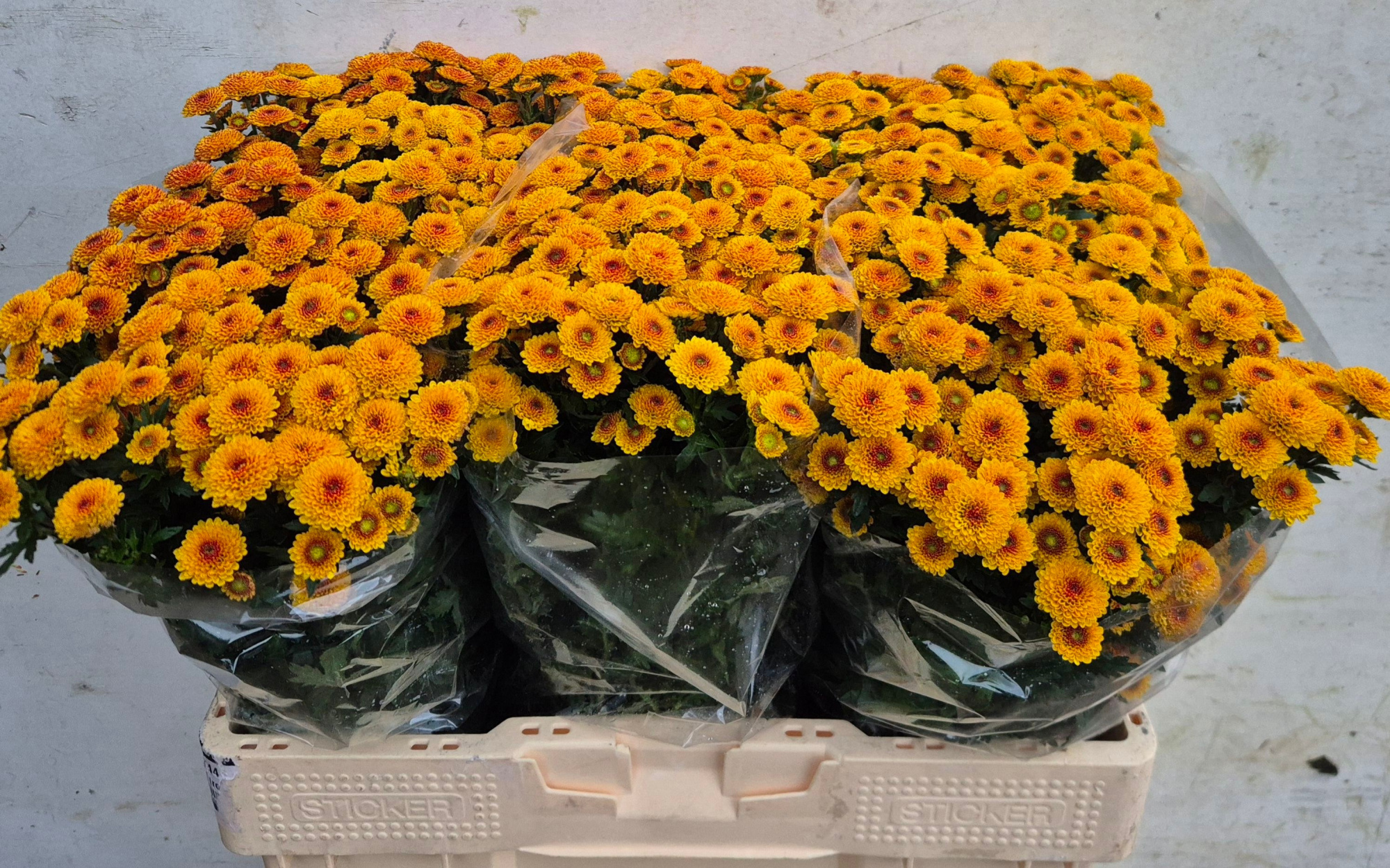 Сантини Тамми Санни, шт.