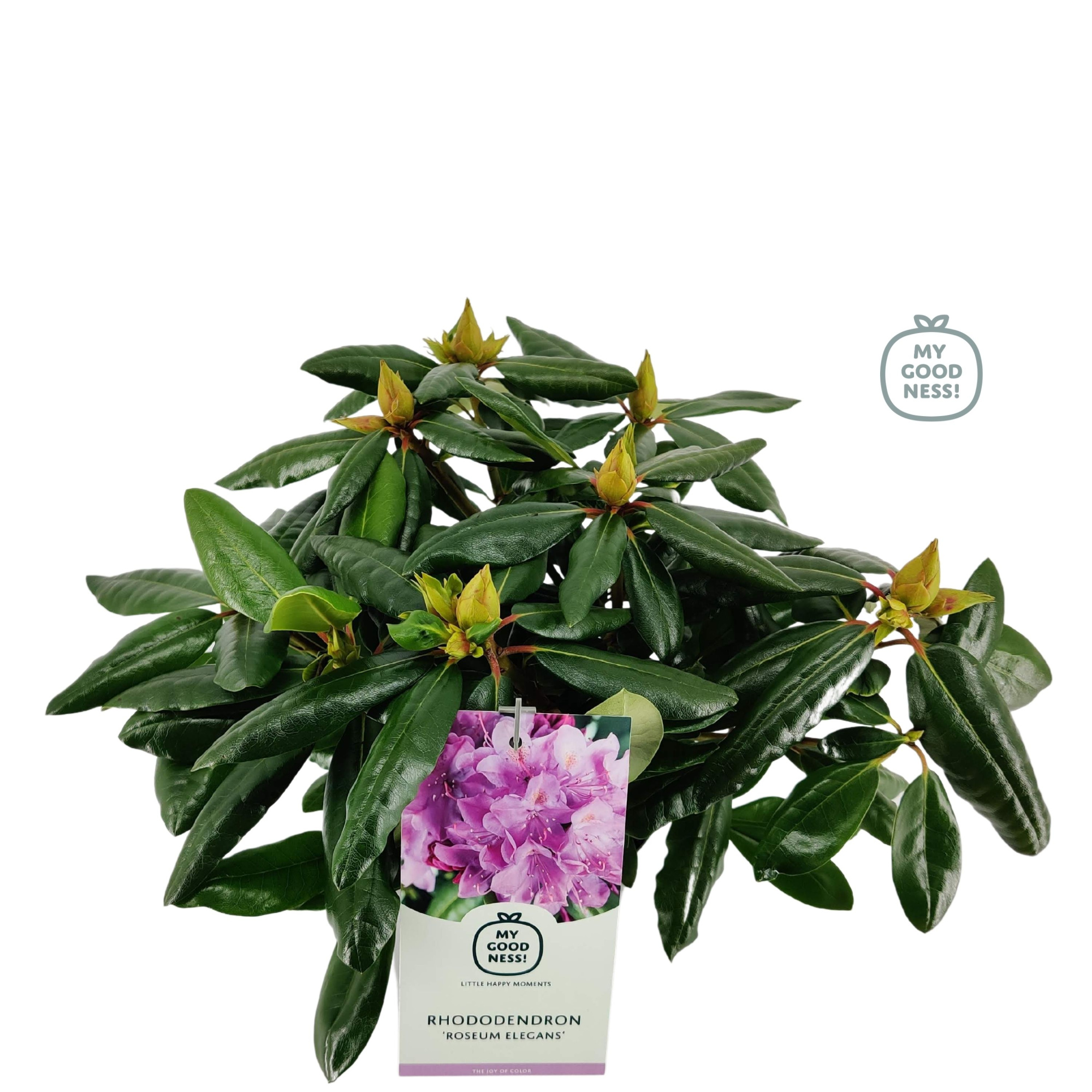 Rhododendron 30-35 /2 liter 'Roseum Elegans', D 17