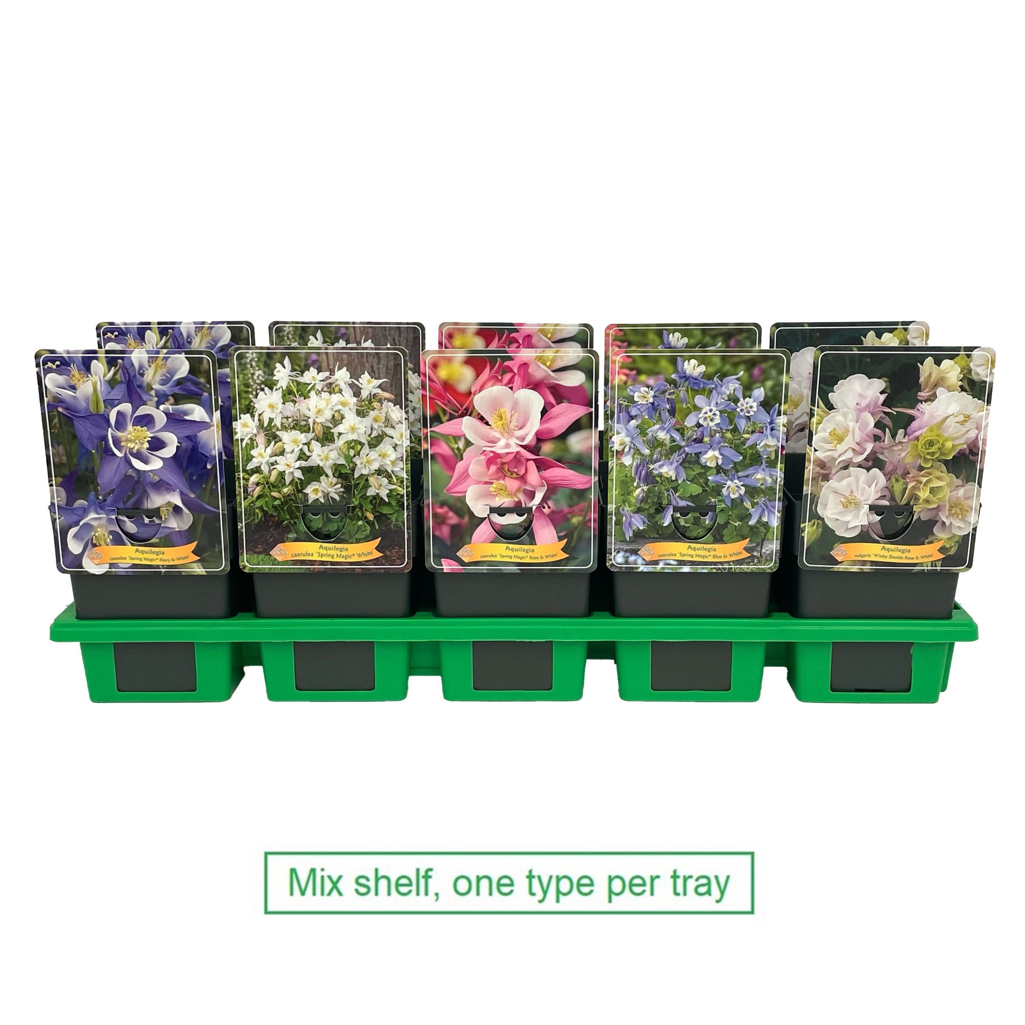 Aquilegia mix 6x10 srt. per laag P11, D 11 cm