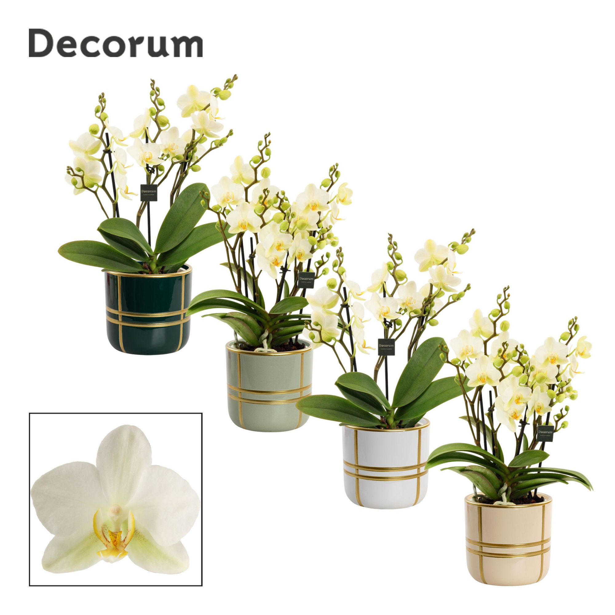 Phalaenopsis dazzling Lausanne 3-4 tak in Lauri (Top blend-colle, D 12 cm