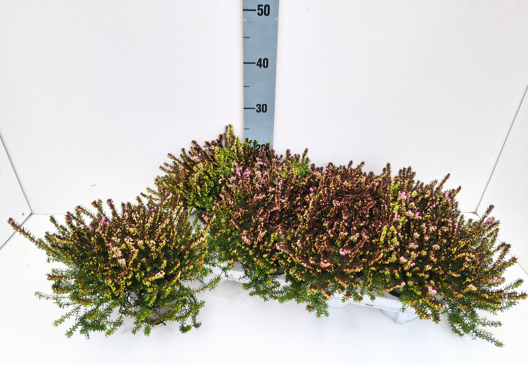 Erica Darleyensis Red Spring Surprise, D 11