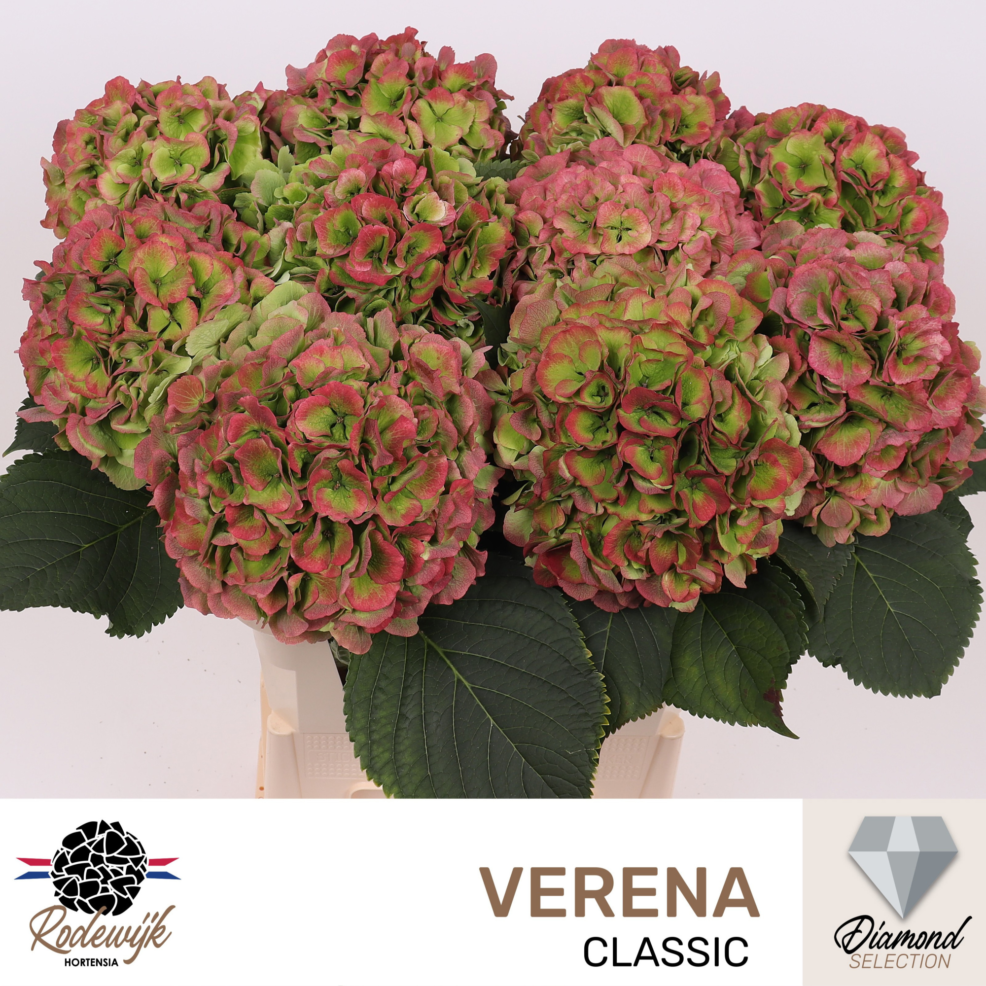 Гортензия Верена Классик 80, шт.