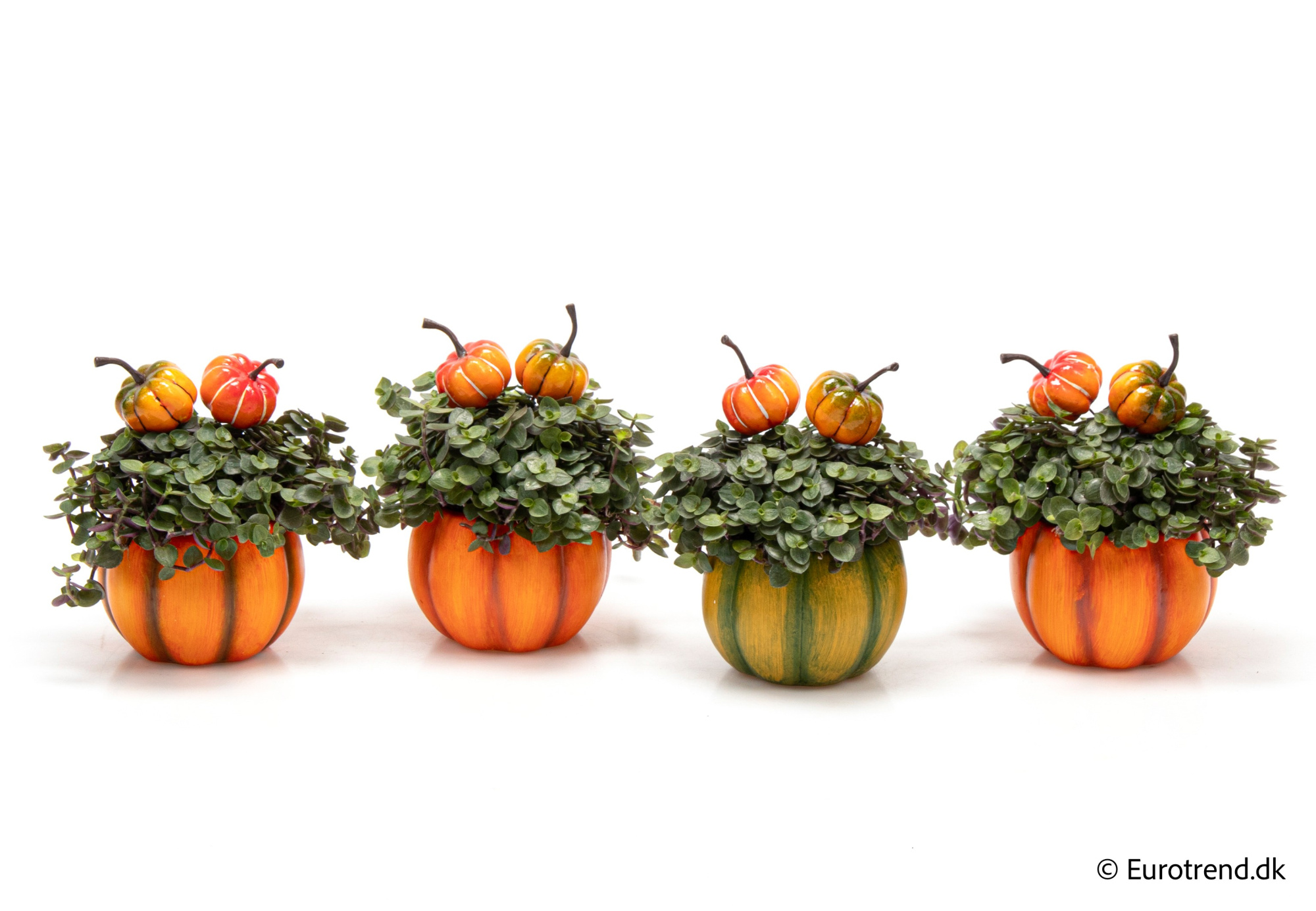 Callisia in Halloween ceramic 2025, D 6 cm