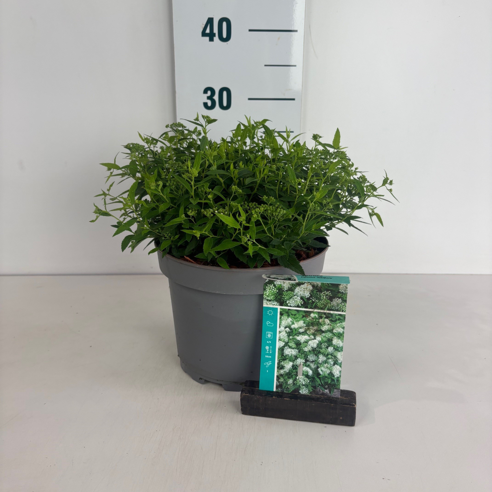 Spiraea japonica Albiflora, D 20 cm