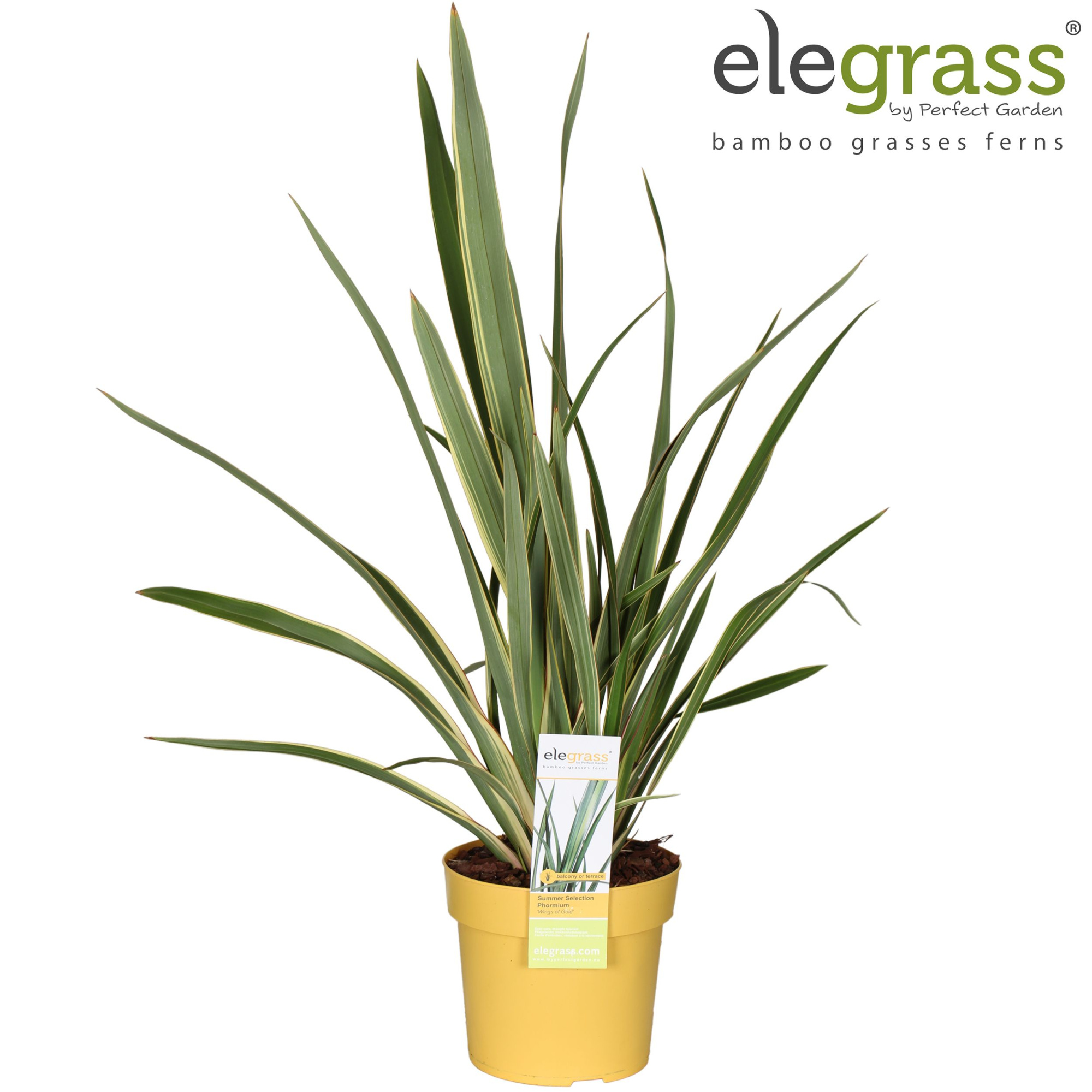 Phormium 'Wings of Gold' P19, D 19