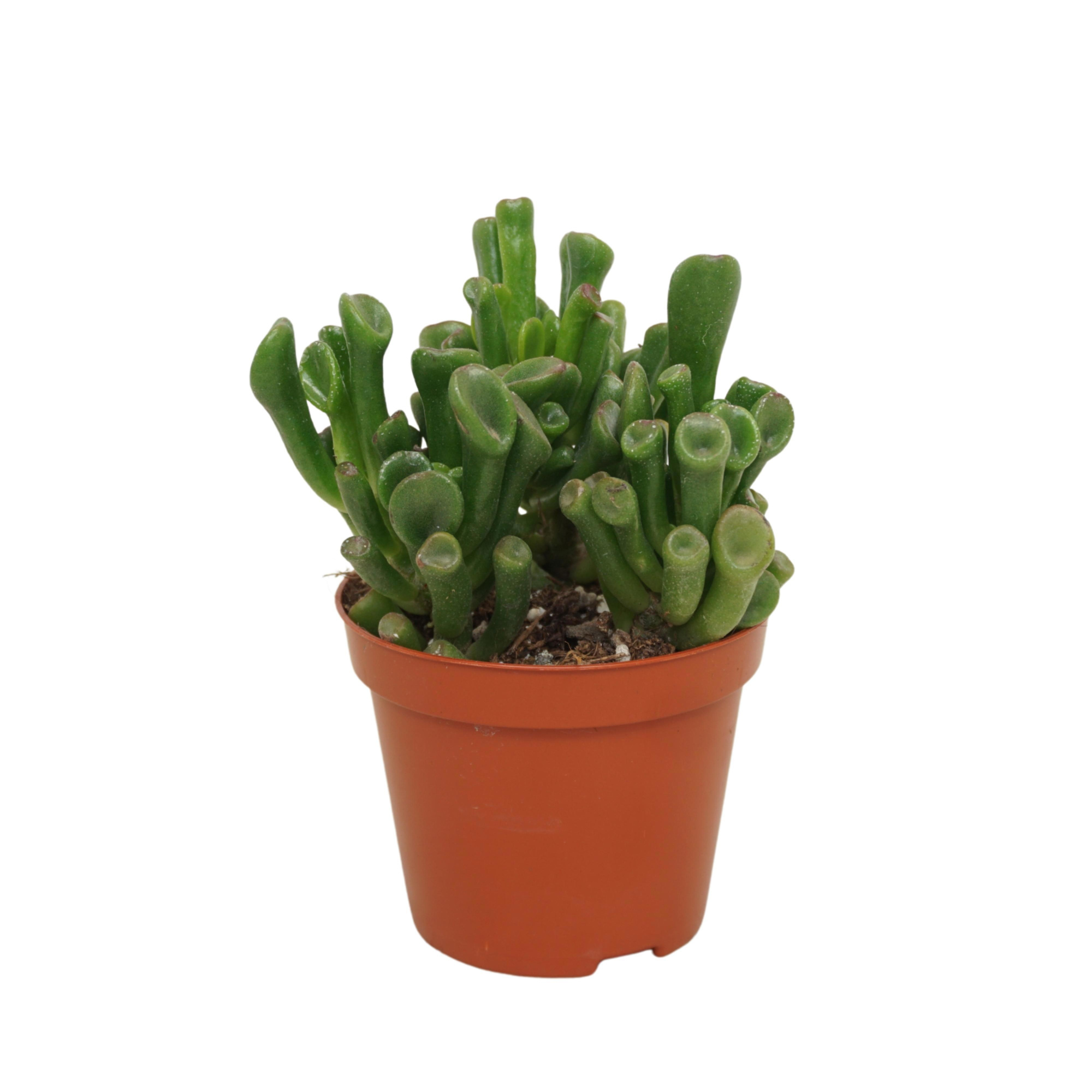 Crassula trompet 8,5 cm, D 8,5 cm