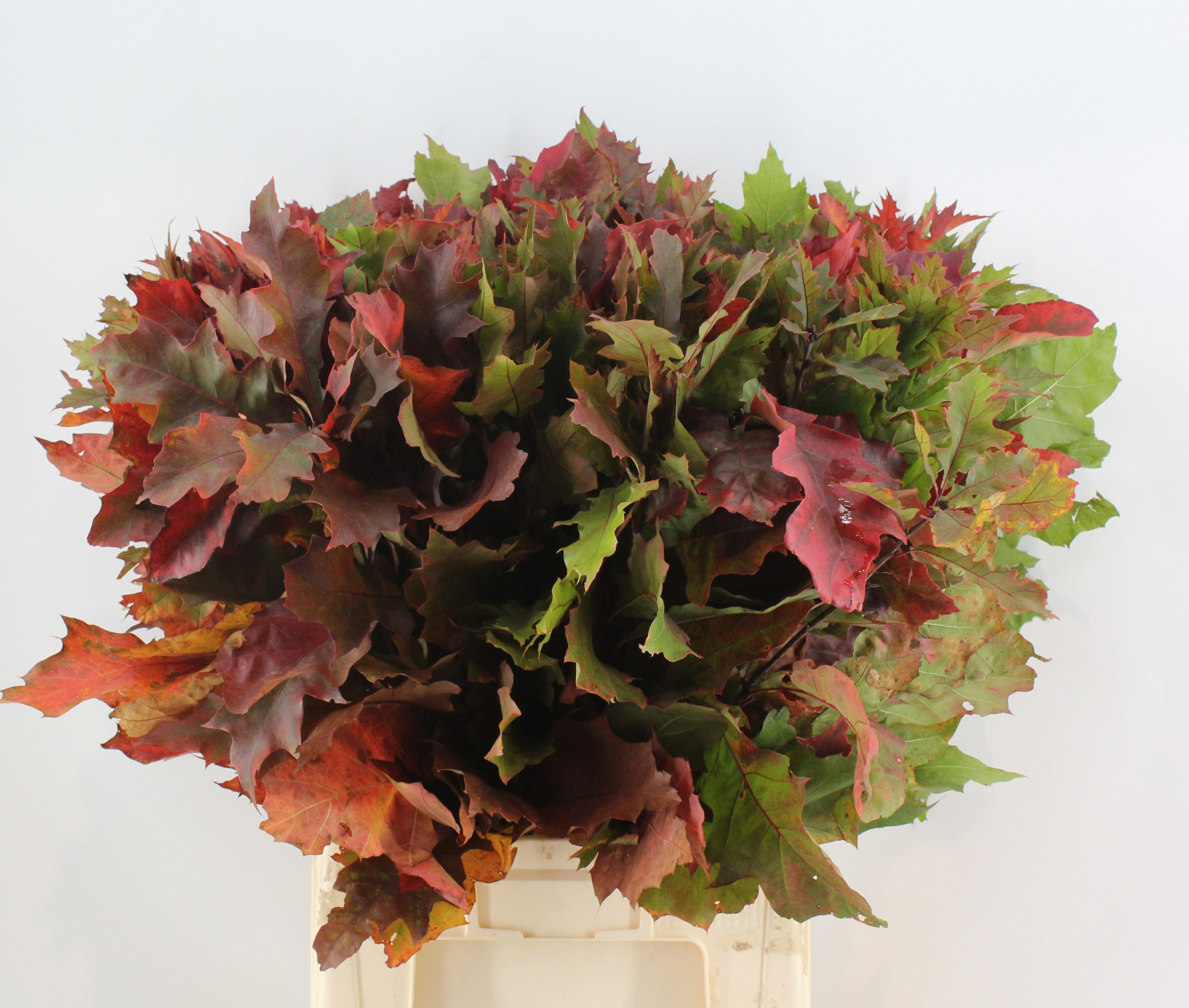 Кверкус Рубра 80, шт.