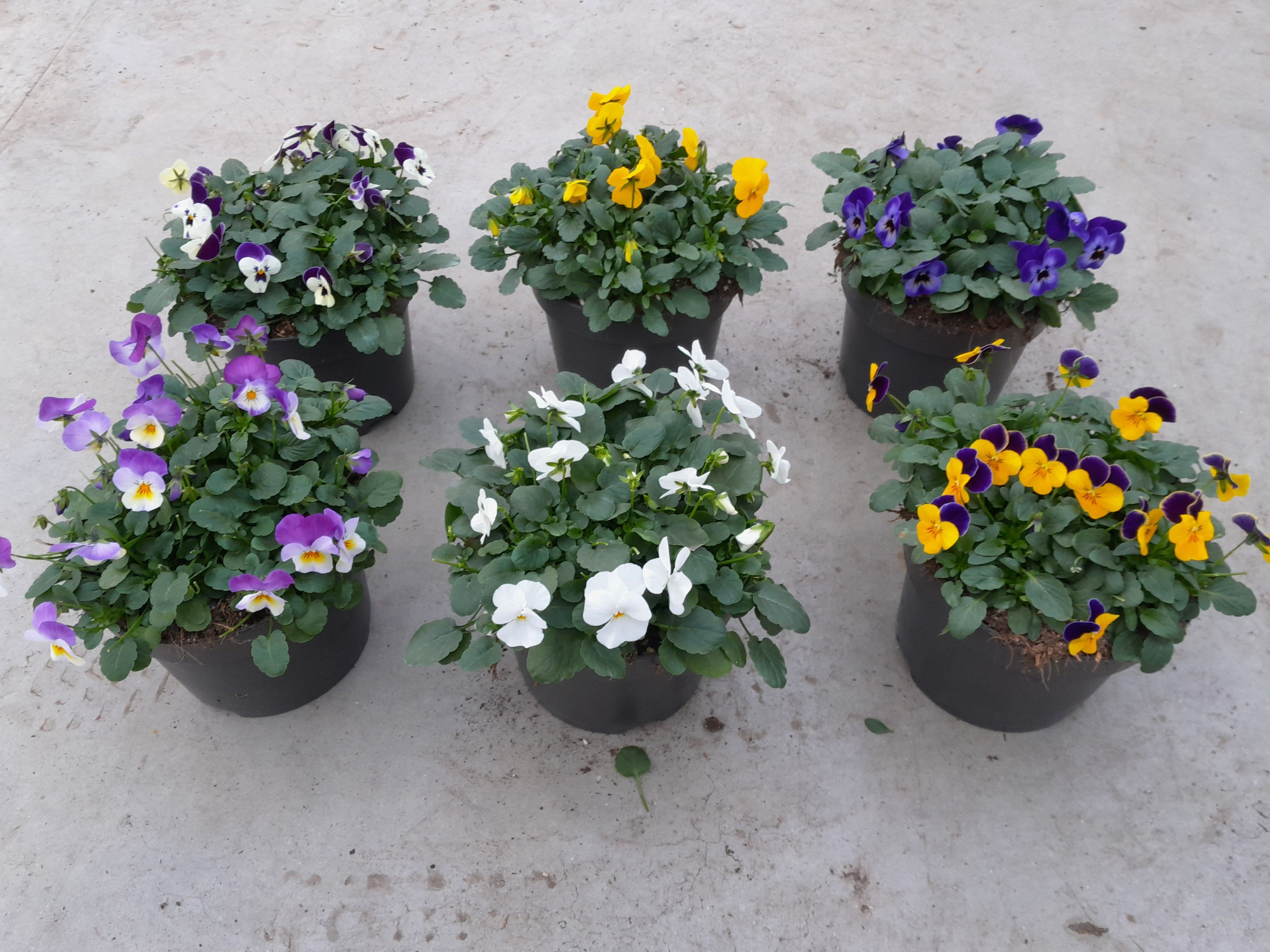 659 SV : P17 Viool mix kleuren, D 17