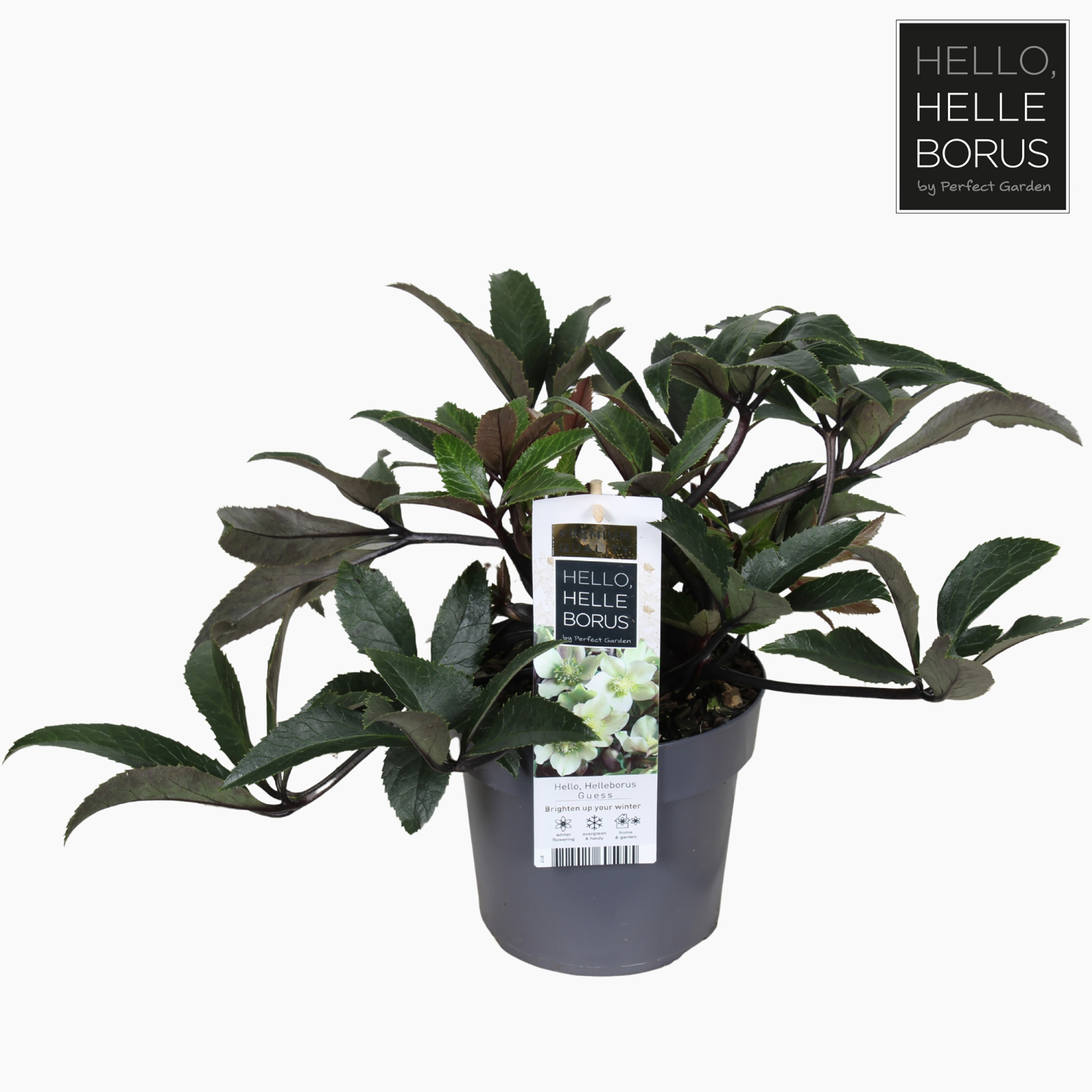 Helleborus 'Guess' P17, D 17 cm