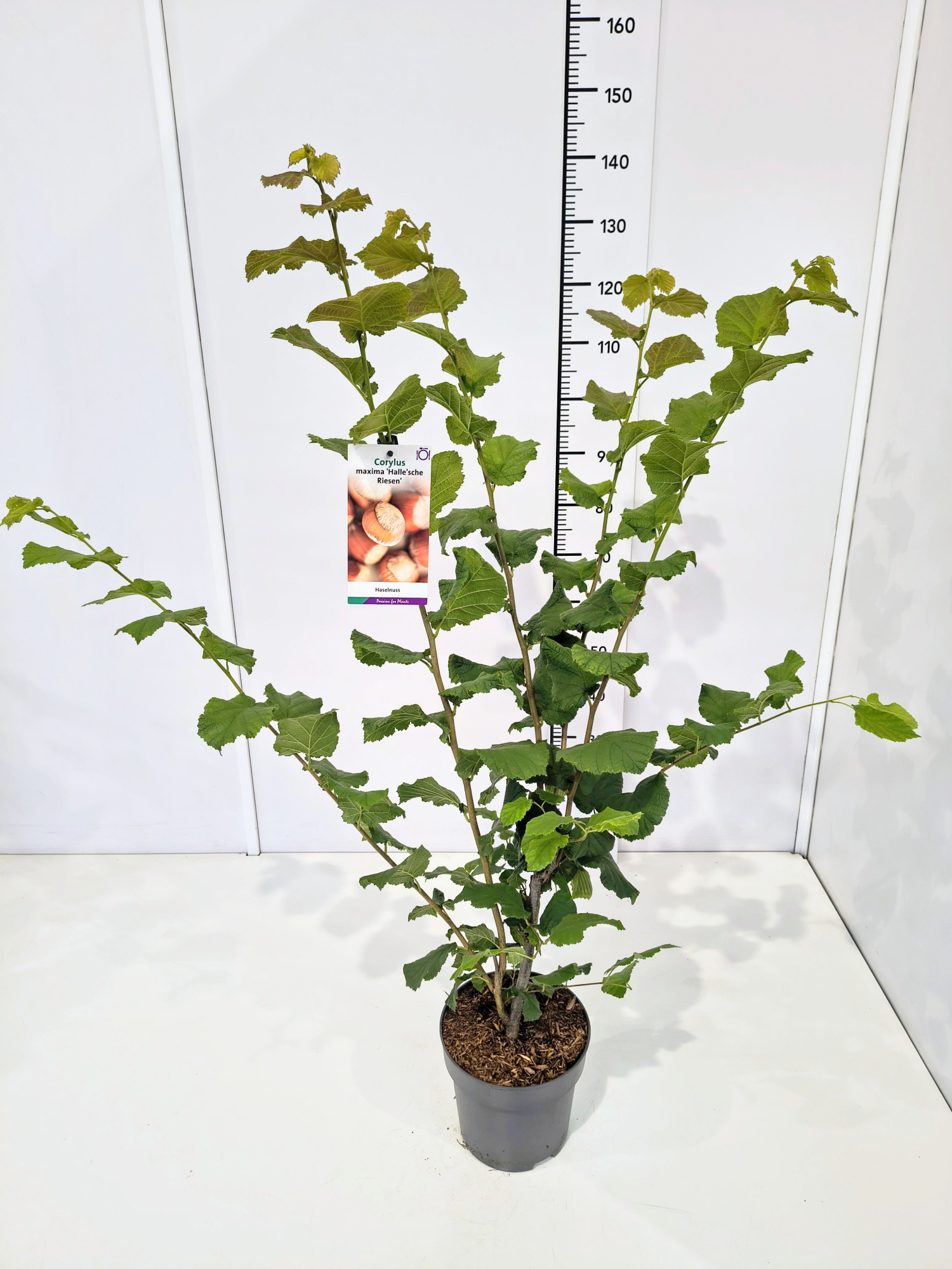 Corylus maxima 'Halle'schee Riesennuss' 80-100C5, D 23 cm