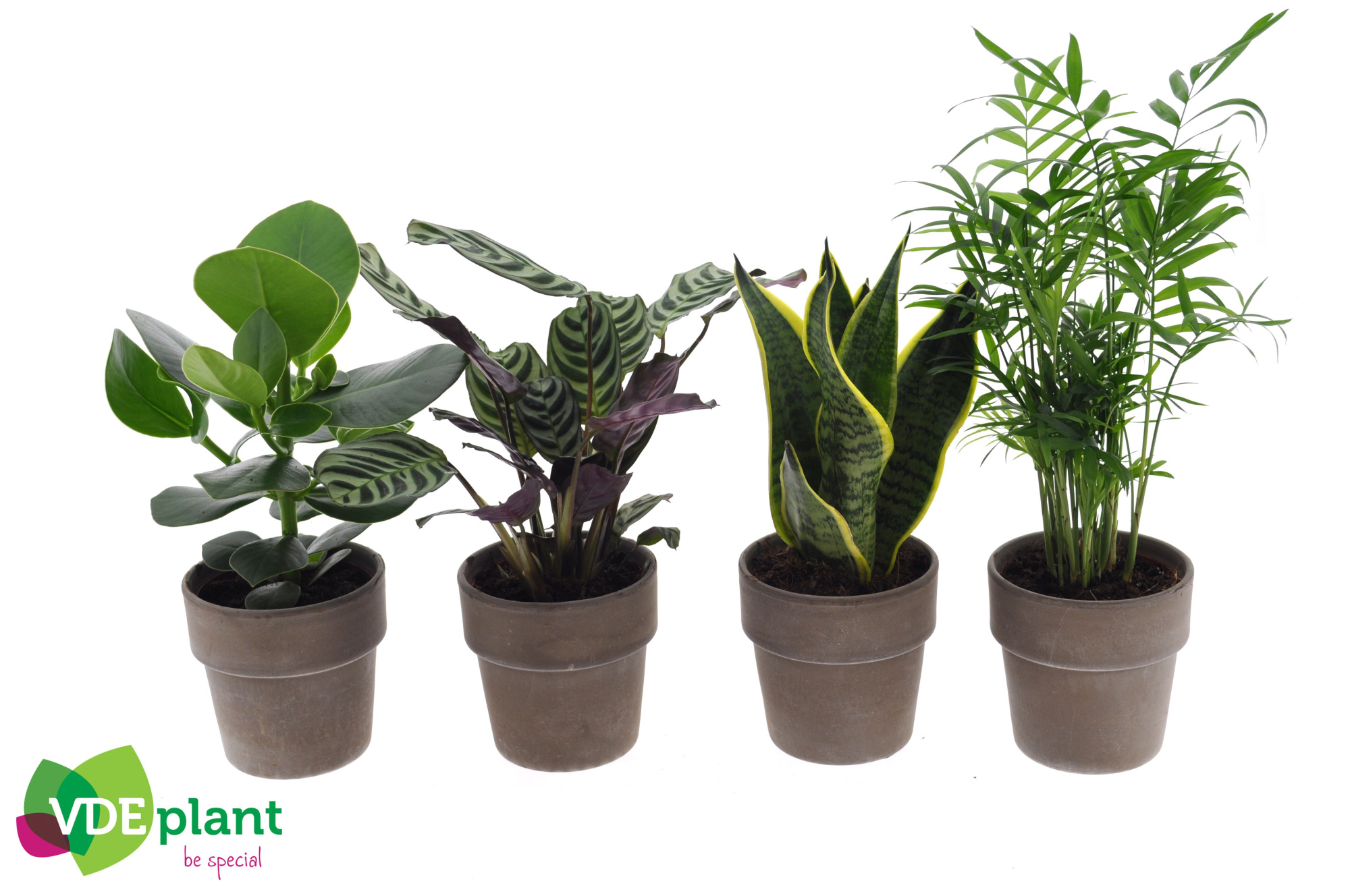 Easy Care mix in Terracotta, D 12 cm