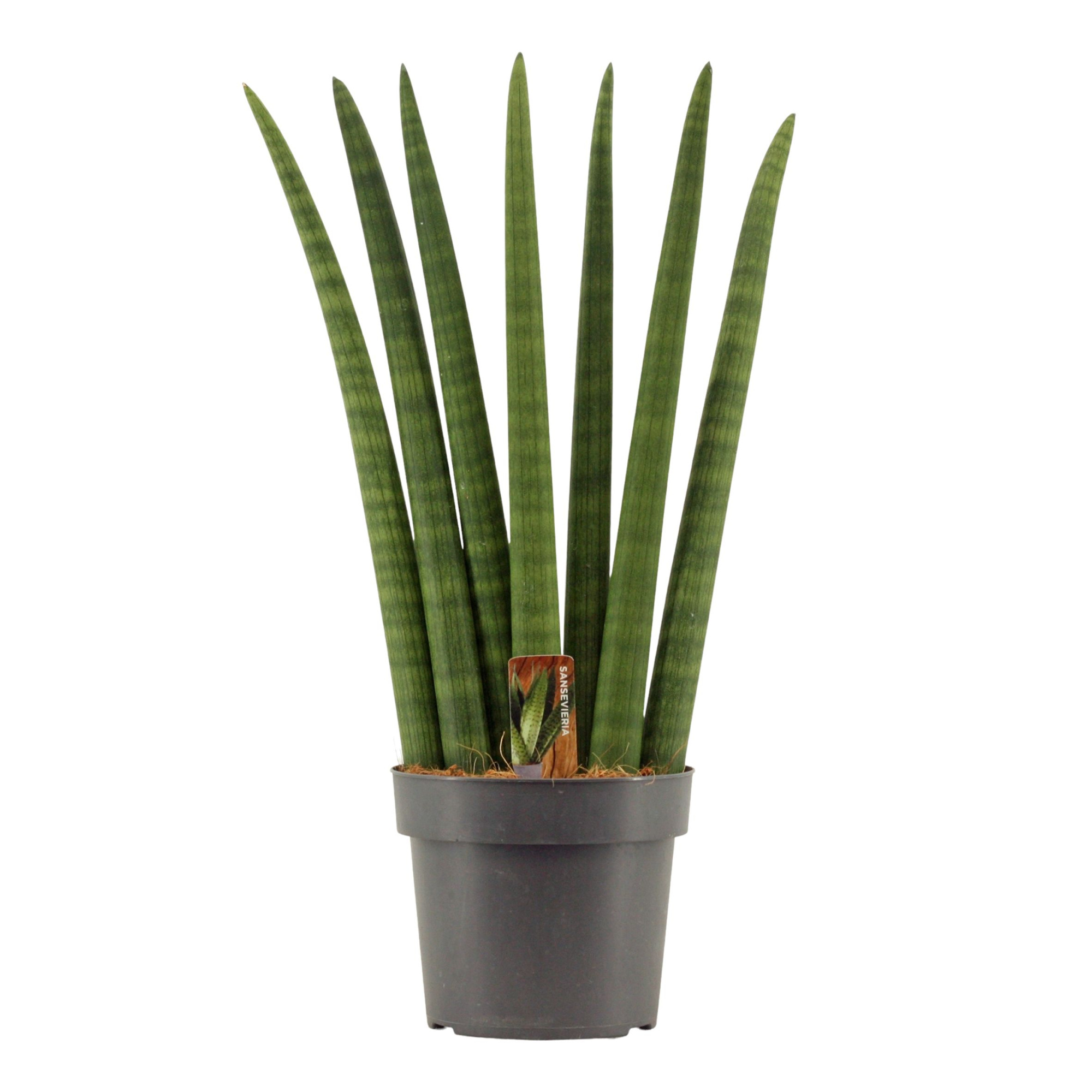 Sansevieria Cylindrica 17 cm Fan, D 17