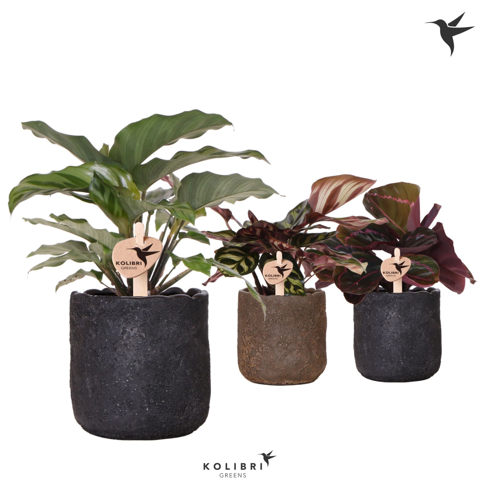 Kolibri Greens Calathea mix in Moon pot mix, D 9 cm