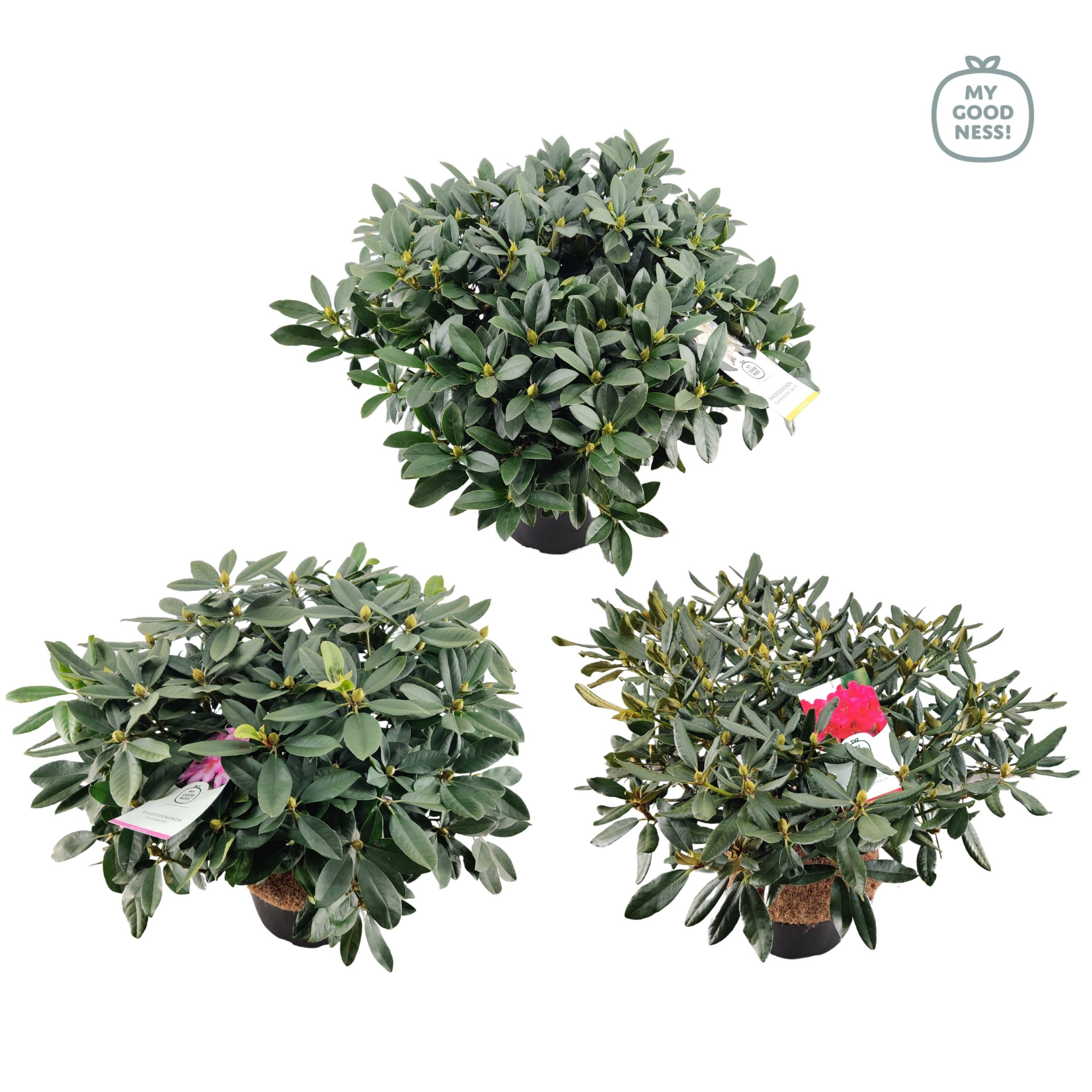 Rhododendron 100cm /25 liter 'Mix', D 38 cm