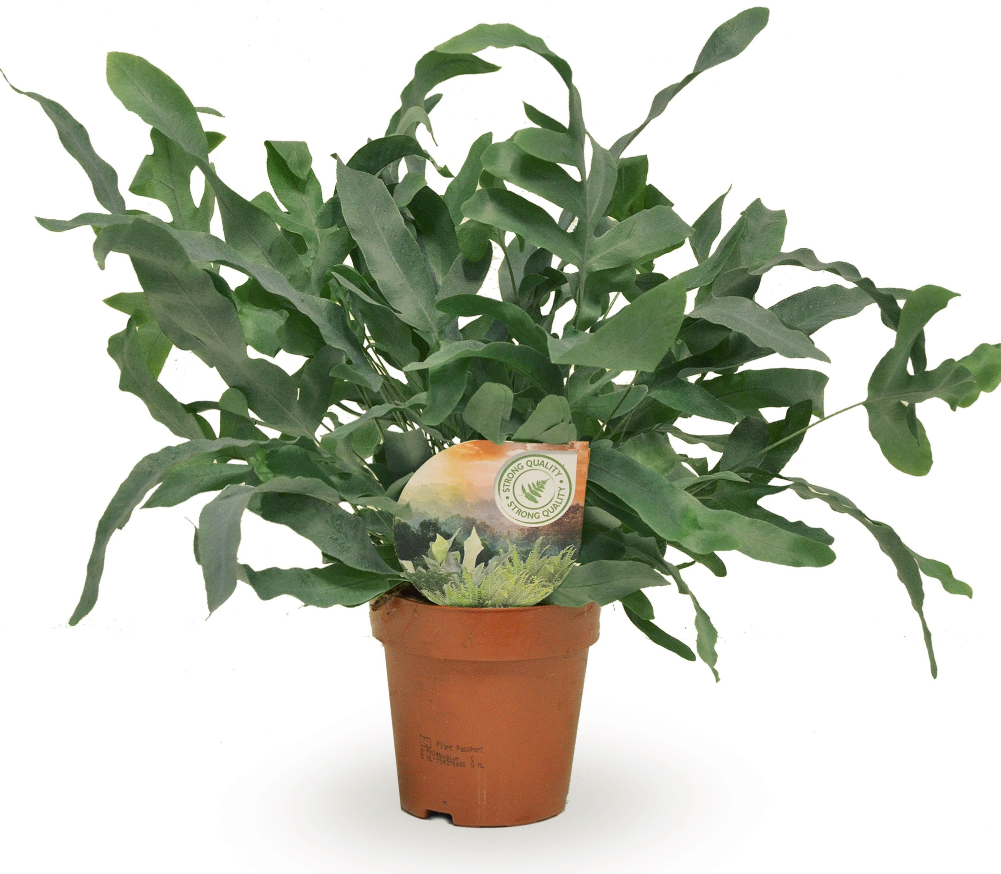 Phlebodium Blue Star, D 12 cm