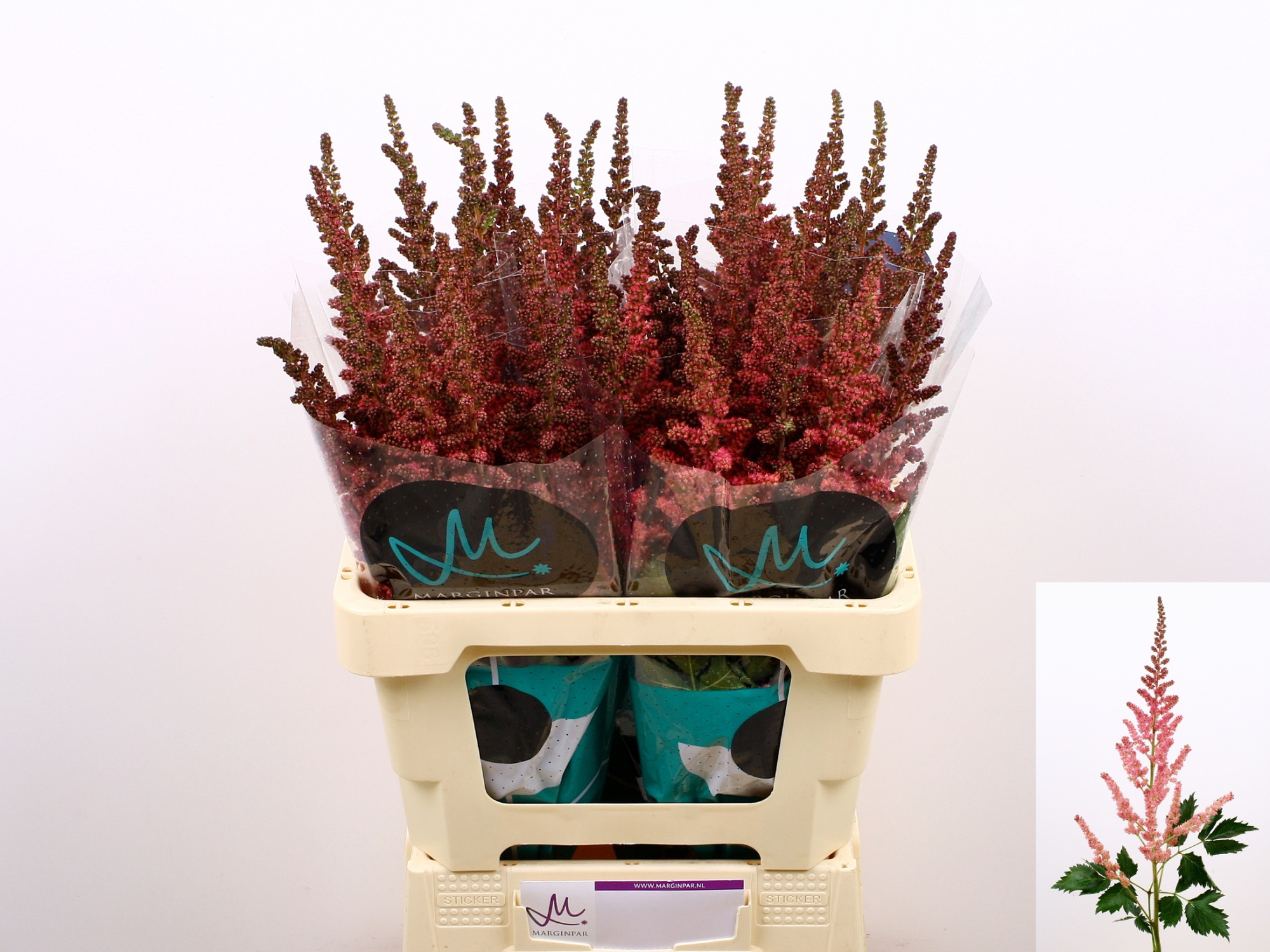 Астильба Вижн Ин Пинк 65, шт.